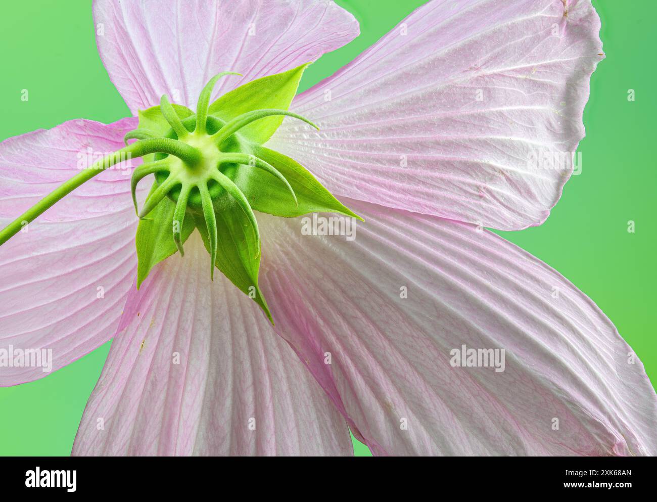 Vue macro du centre de la fleur de mauve rose des marais (Hibiscus moscheutos), prise de l'arrière. Banque D'Images