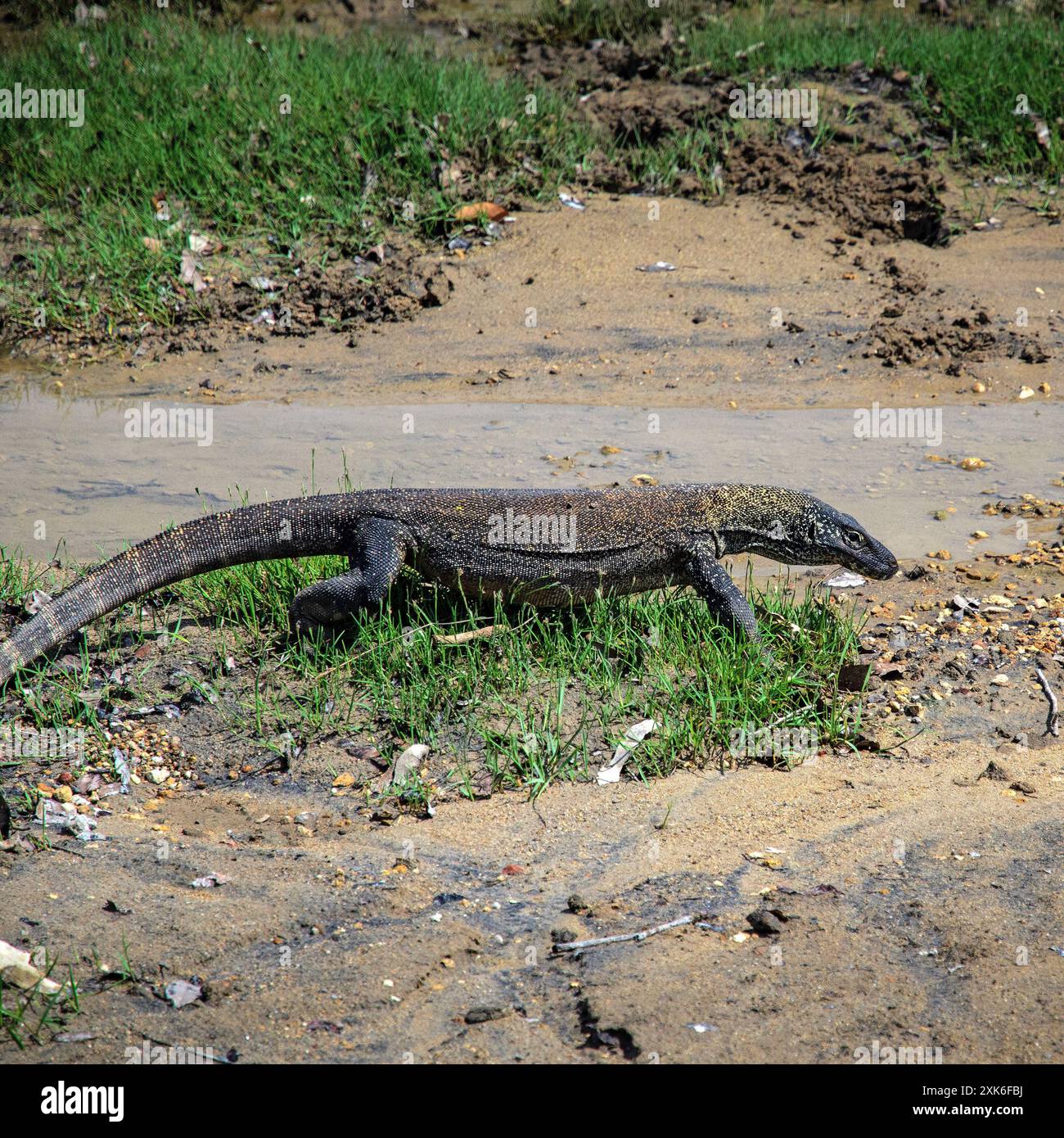 Véritable dragon de Komodo dans un habitat naturel. Île de Komodo. Indonésie Banque D'Images