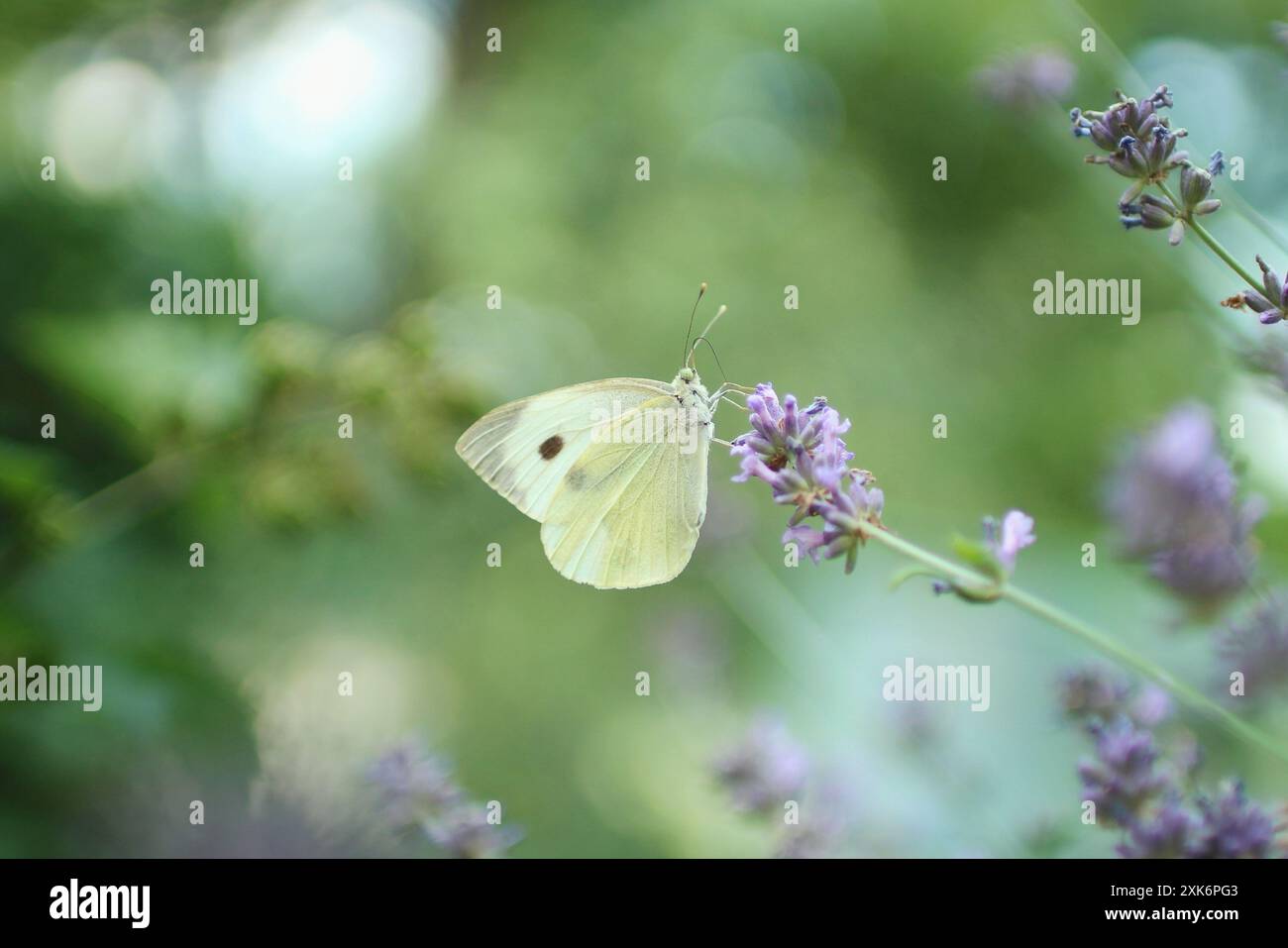 Portrait de beau papillon sur une plante. il est pris en été Banque D'Images