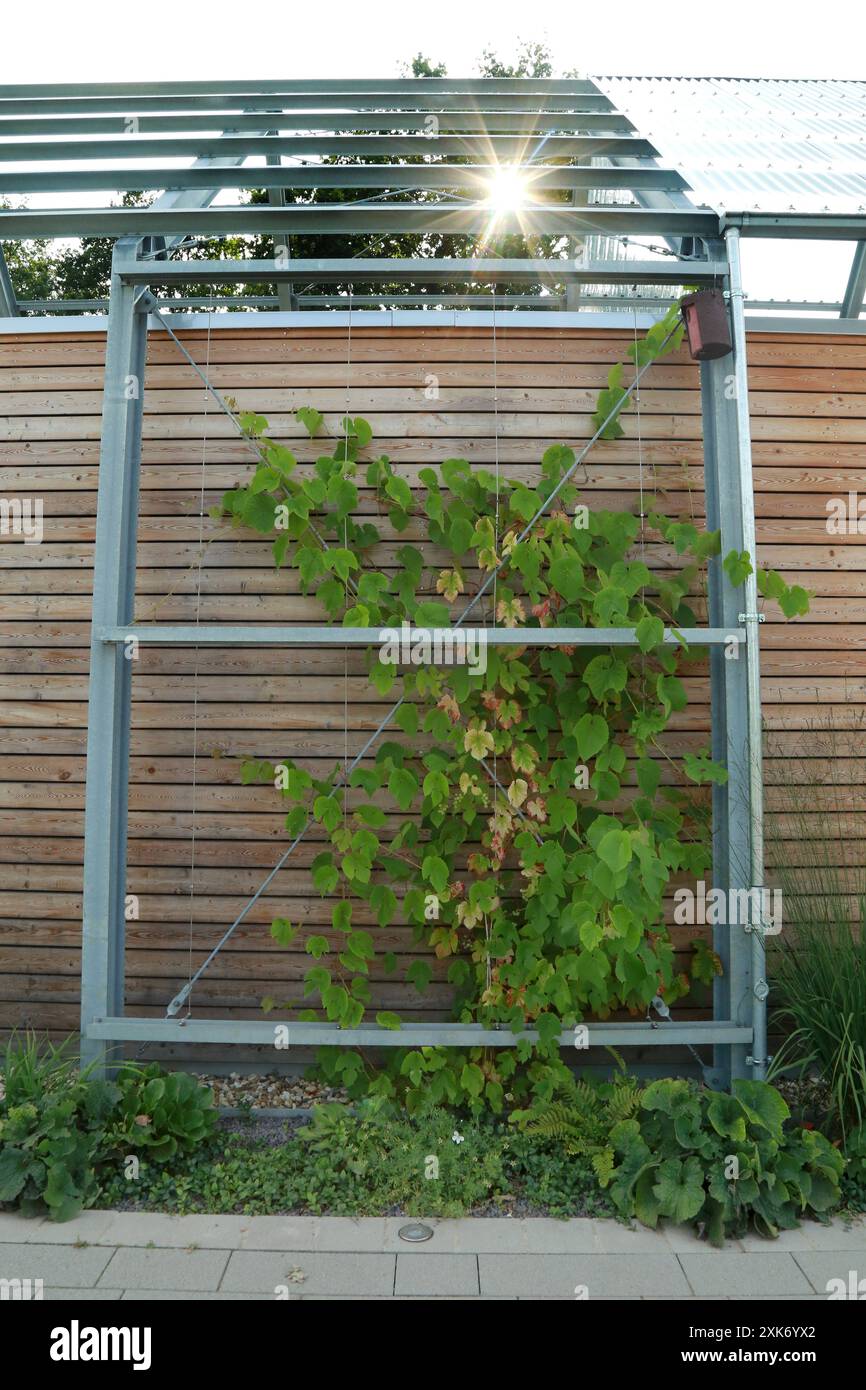 17.07.2024 Castrop-Rauxel/Recklinghausen Der Natur- und Wasser-Erlebnis-Park Emscherland an der Stadtgrenze Castrop-Rauxel/Recklinghausen wird als einer von fünf Zukunftsgärten Teil der IGA 2027. Teilweise 2023 eröffnet liegt die Anlage des Geländes in den letzten Zügen. Ein imposanter Brückenschlag über die Emscher und den Rhein-Herne-Kanal ist noch im Bau. Mit einer Länge von über 400 Metern überquert aufregende neue Brücke den Kanal und die Emscher. DAS Sprung über die Emscher betitelte Bauwerk liegt an der Stelle WO die Emscher beim Emscherdüker unter dem Kanal herfließt. IM Natur- und Was Banque D'Images