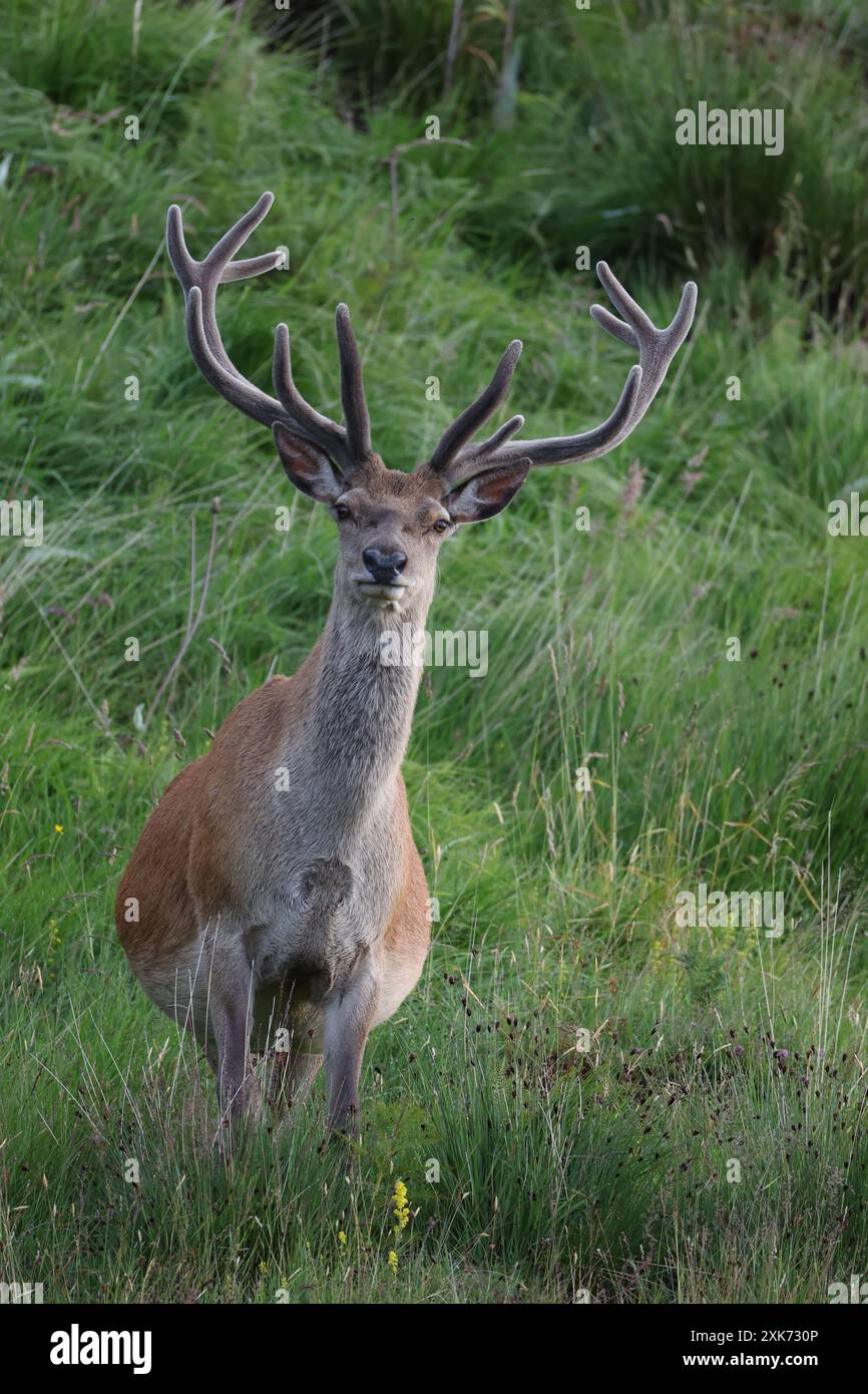 Red Stag en Écosse Banque D'Images