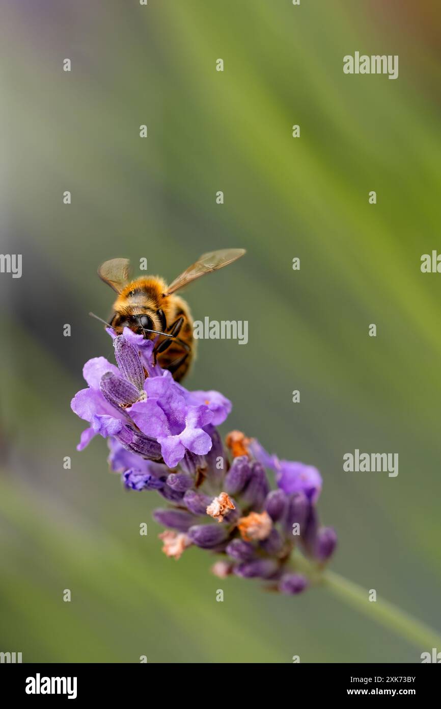 Angleterre, Royaume-Uni. Une seule abeille de miel occidentale ou abeille de miel européenne Apis mellifera collectant le nectar d'une plante de lavande anglaise dans un jardin domestique Banque D'Images