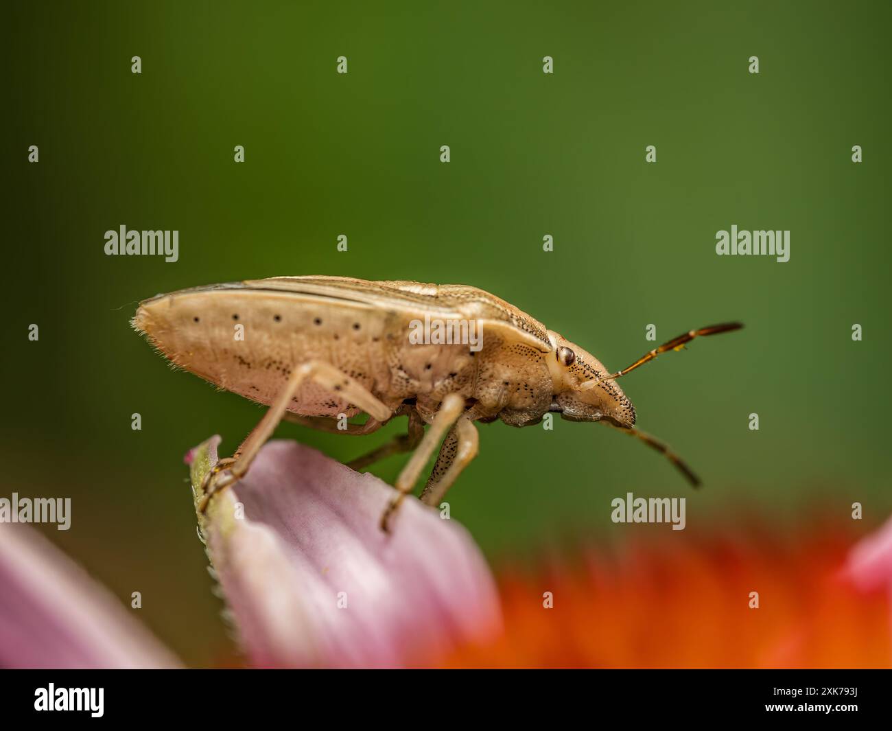 Gros plan de Bishop's Mitre Shield Bug assis sur un pétale de fleur Banque D'Images