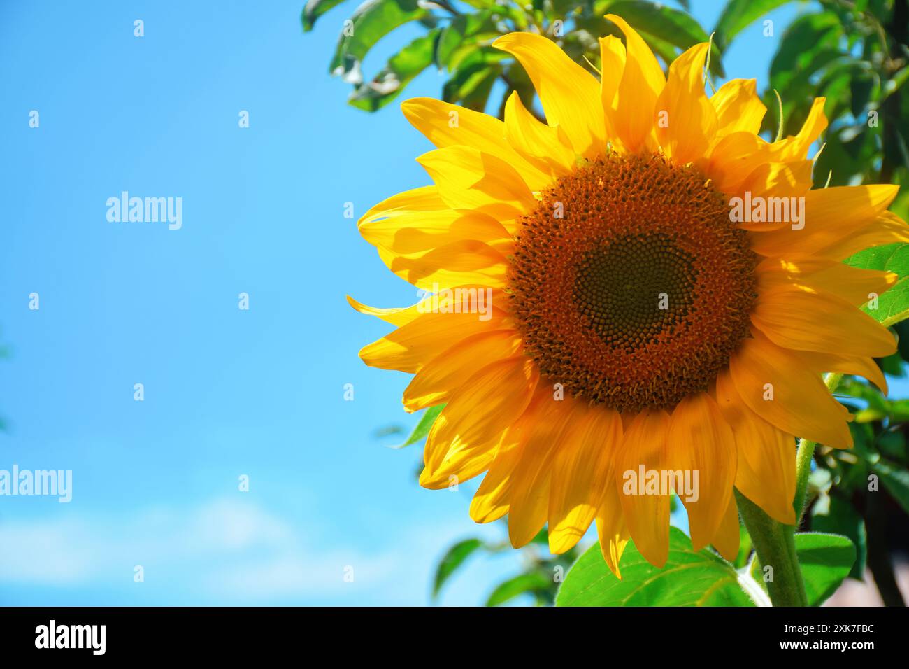 Magnifique prairie printanière et estivale baignée de soleil. Paysage panoramique coloré naturel avec de nombreuses fleurs sauvages de marguerites contre le ciel bleu. Un cadre avec Banque D'Images
