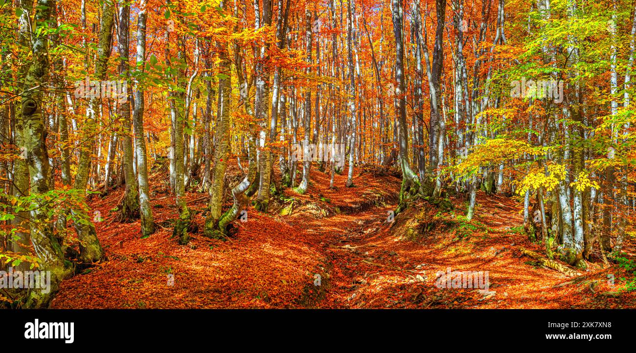 Paysage d'automne - vue d'une route forestière dans la forêt de hêtres de montagne automnale, Carpates, Ukraine Banque D'Images