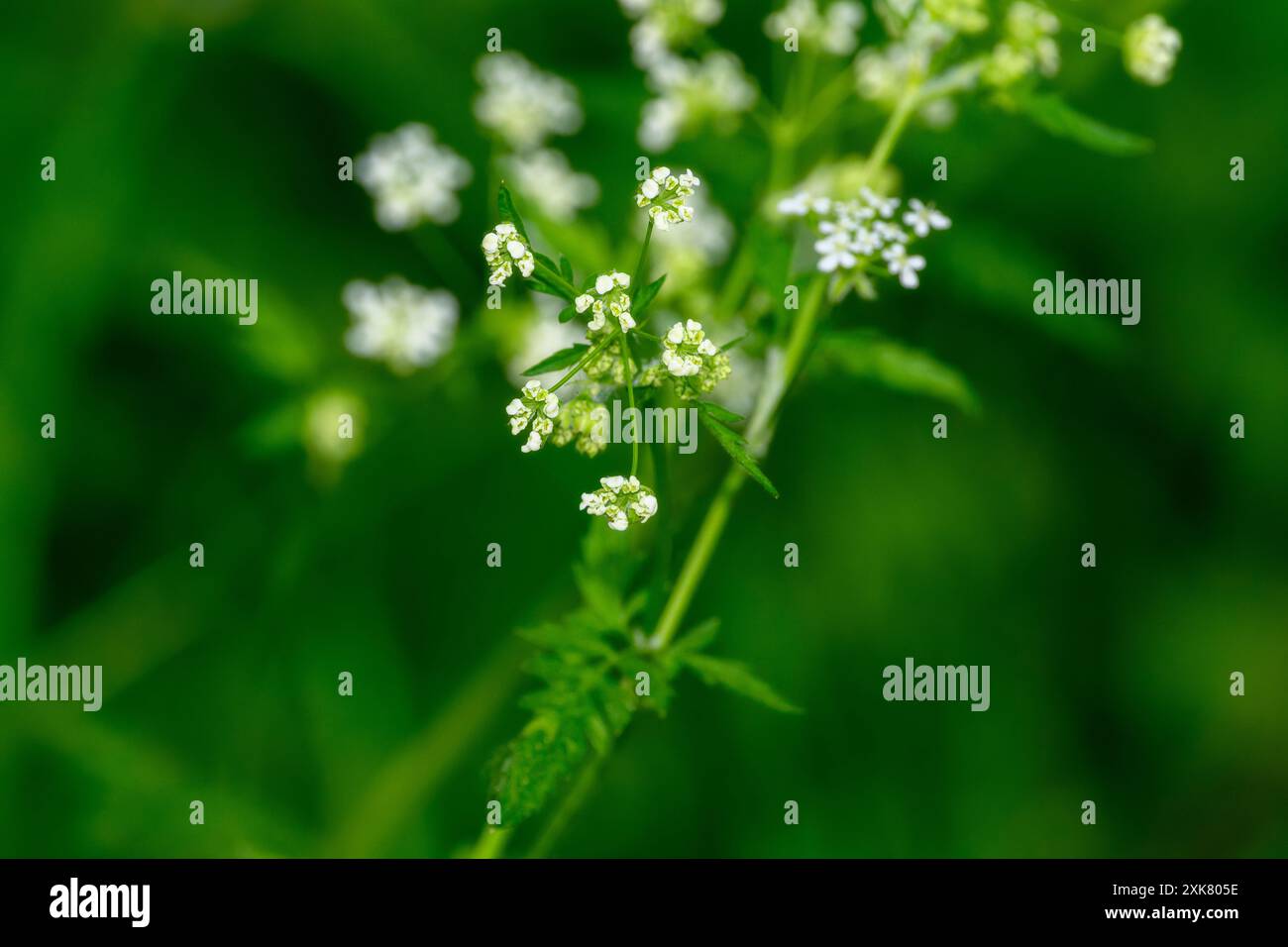 Une image en gros plan de délicat persil blanc de vache (Anthriscus sylvestris) fleurit sur un fond vert doux. L'image capture le déta complexe Banque D'Images