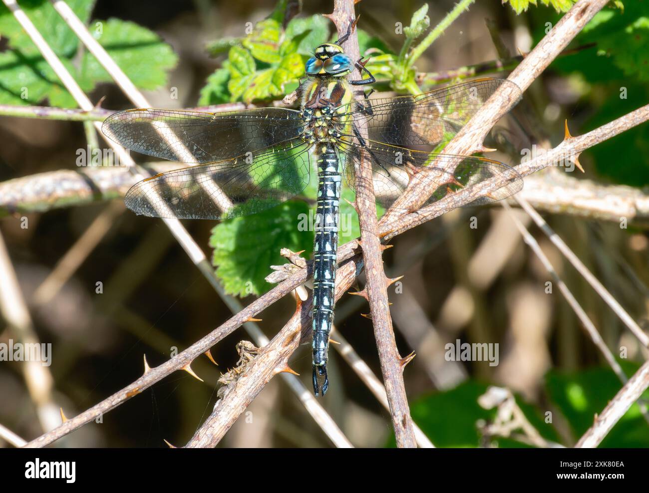 Un libellule libellule ; également connu sous le nom de Brachytron pratense ; repose sur une branche épineuse en Angleterre. Ses ailes sont repliées ; et il est face à la caméra. T Banque D'Images