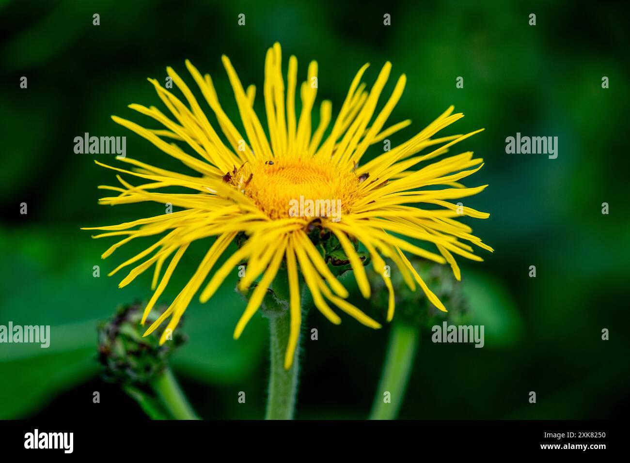 Inula magnifica Banque D'Images