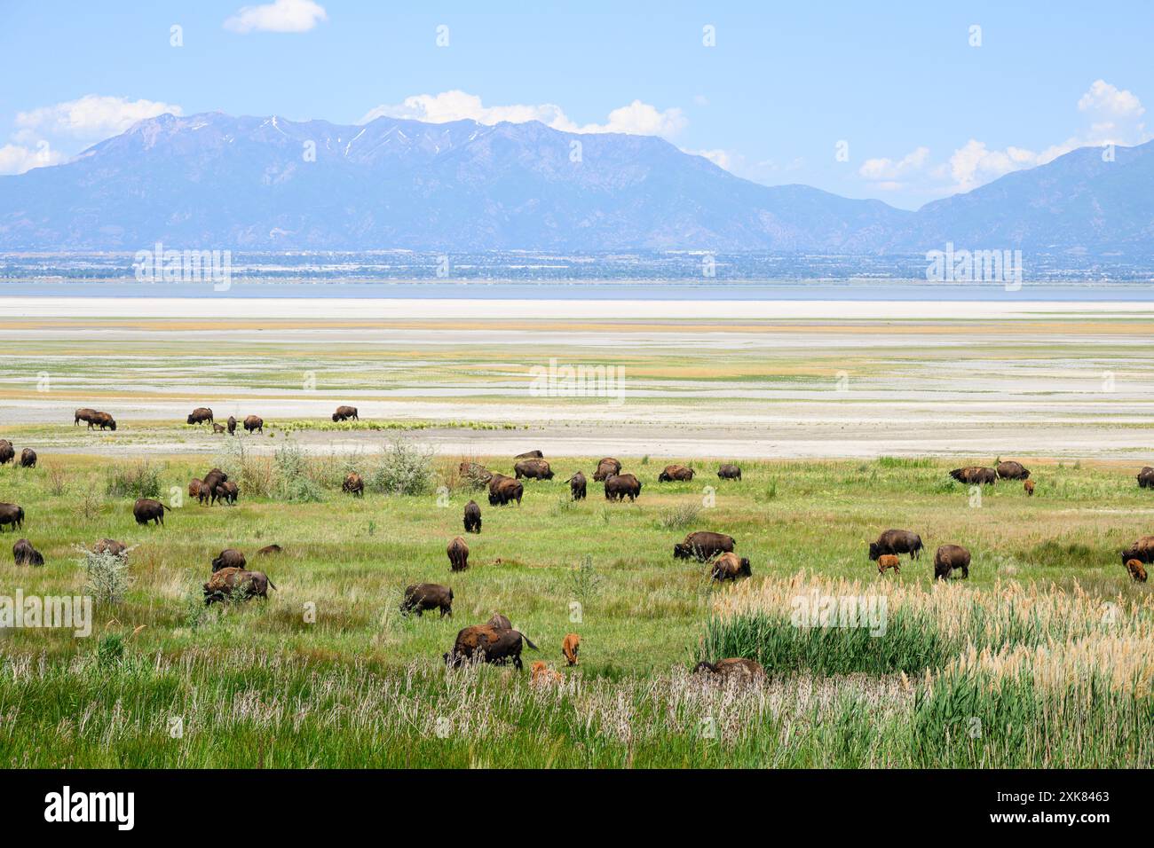 Troupeau de bisons sur l'île Antelope avec des veaux et des montagnes lointaines de Wasatch Range à travers le Grand Lac Salé Banque D'Images