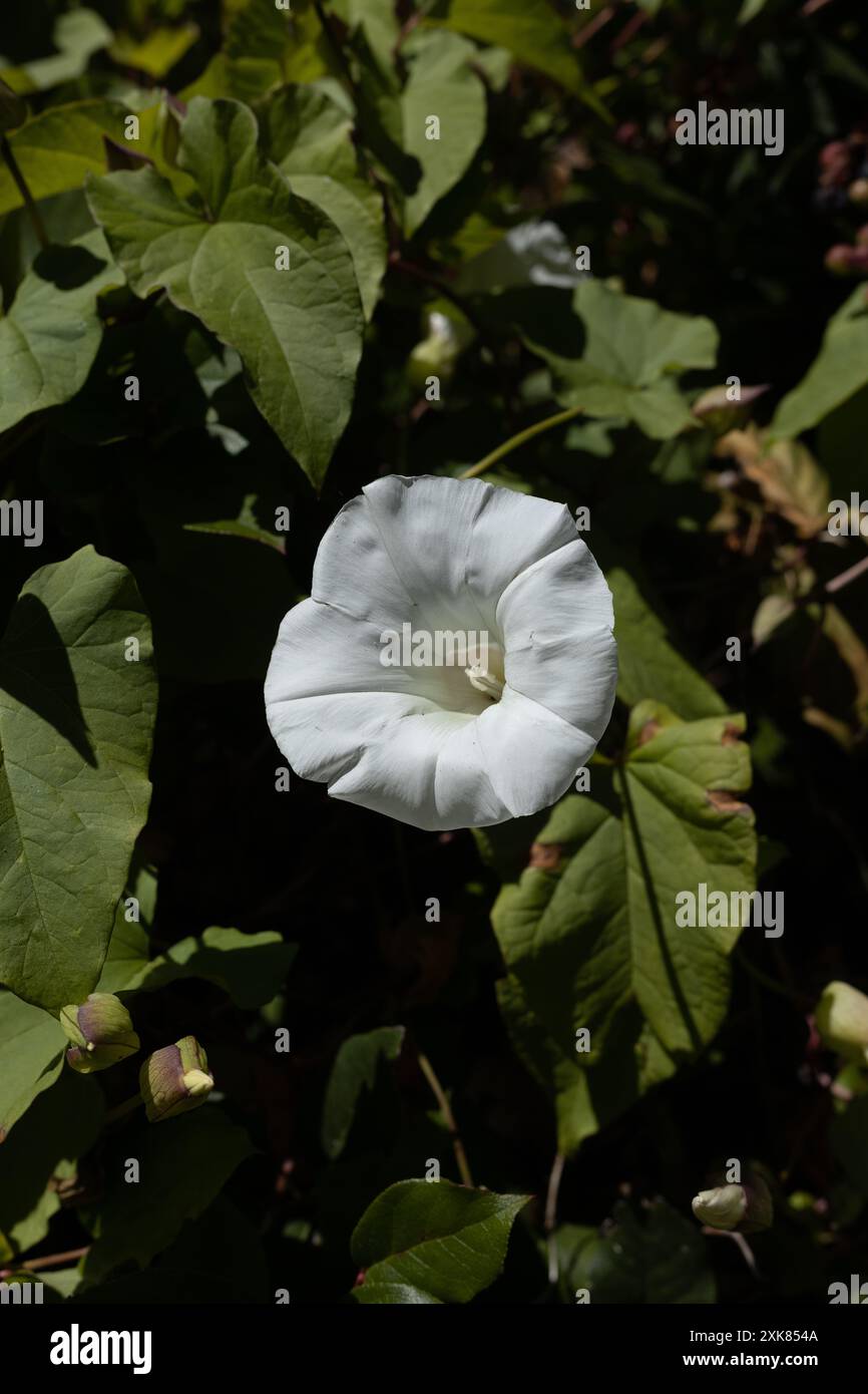 Calystegia sepium - grande fleur d'herbe sur la côte de l'Oregon. Banque D'Images