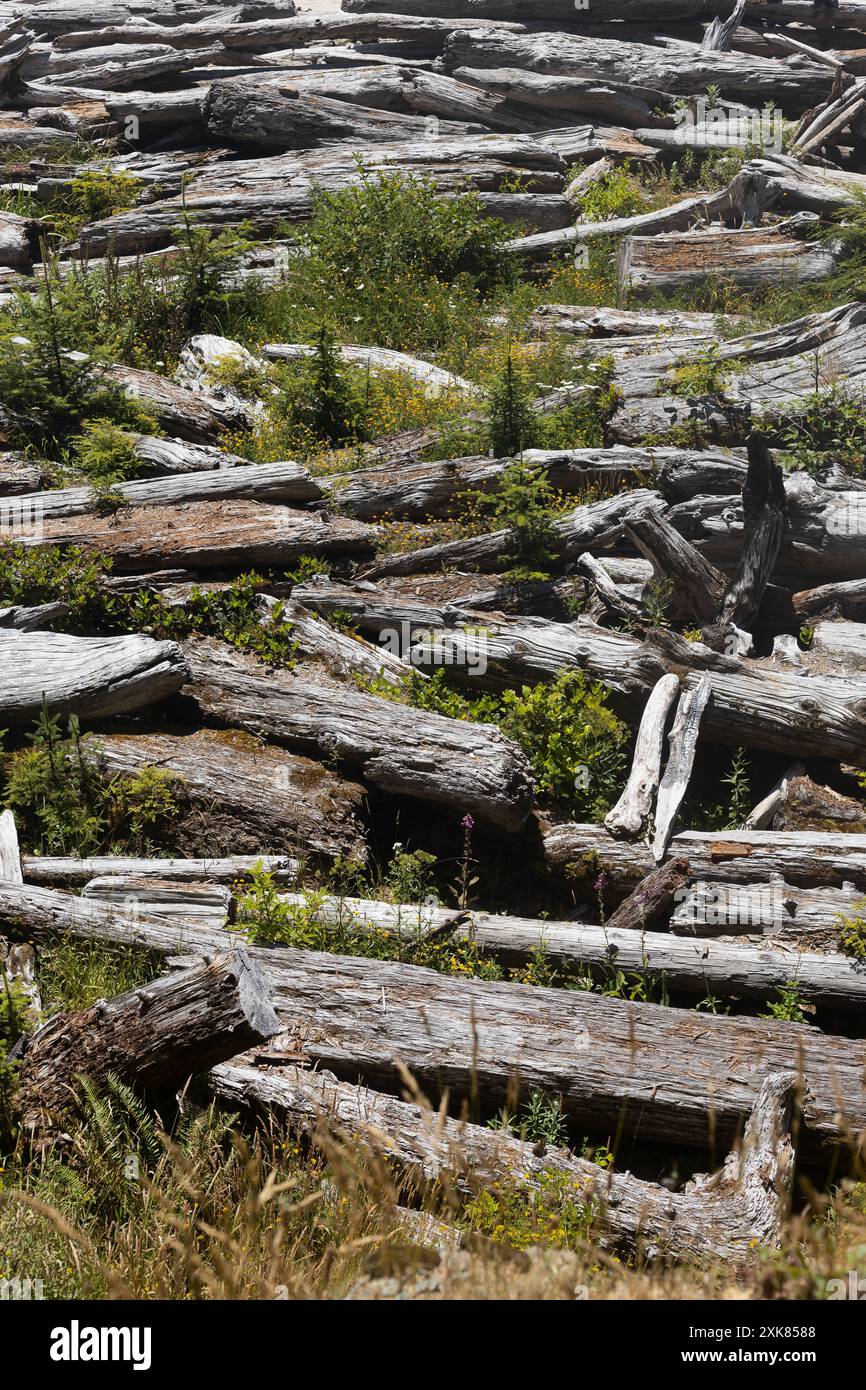 Un grand tas d'arbres altérés et lavés sur une plage sur la côte de l'Oregon. Banque D'Images