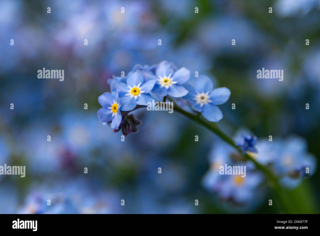 Un jardin de délicates pervenches oublie-moi pas de fleurs, Myosotis scorpioides. Les grandes plantes à tige poilue ont chacune une fleur avec six pétales, et bleu. Banque D'Images