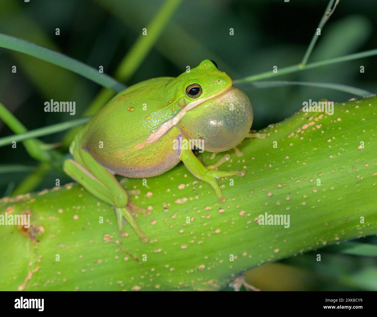 Grenouille verte américaine (Dryophytes [Hyla] cinereus ) mâle chantant la nuit au bord d'un lac, sac vocal gonflé ; Galveston, Texas, USA. Banque D'Images