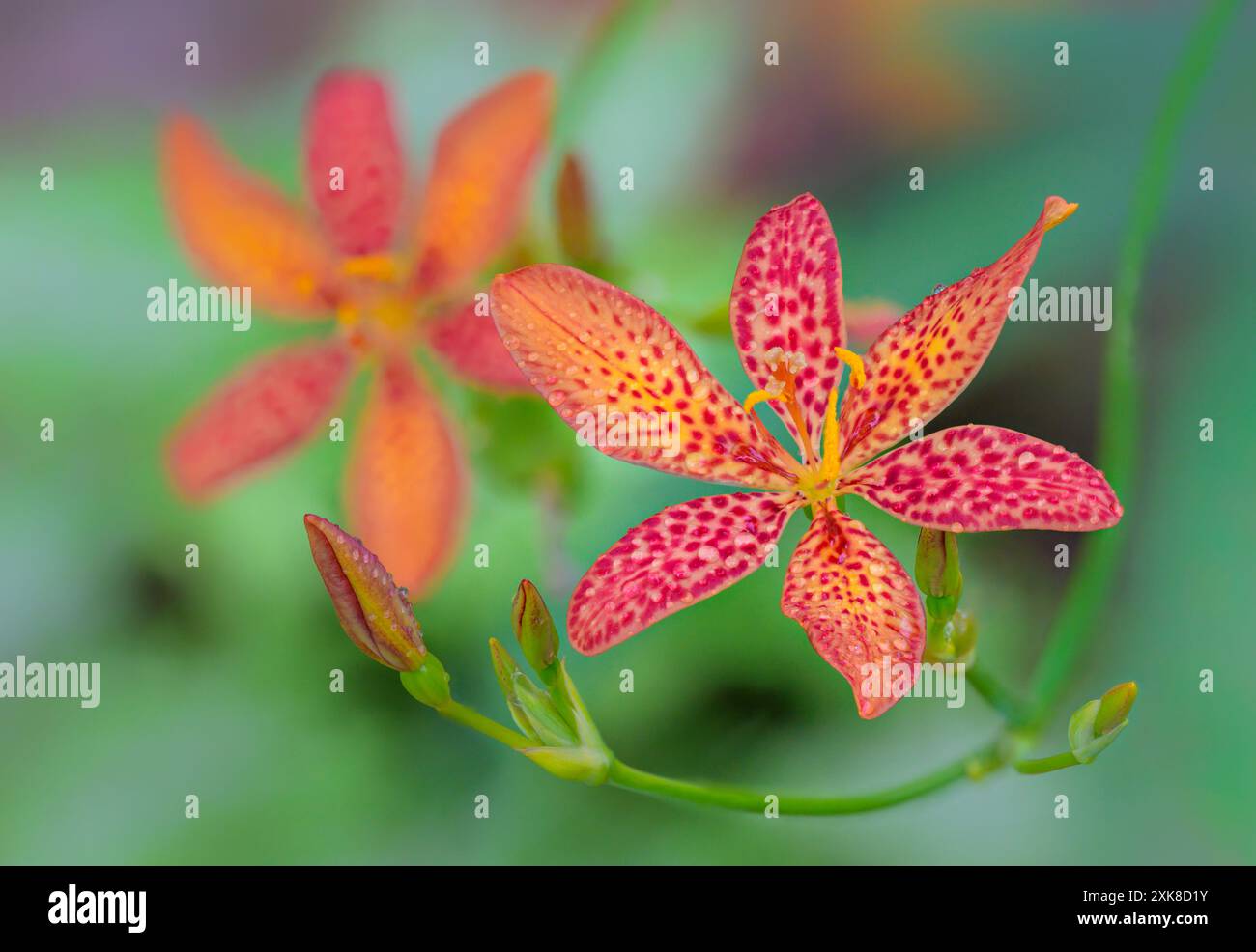 Fleurs de lys mûres, ou Belamcanda chinensis, ou Iris domestica, ou fleurs de lys léopard. Banque D'Images