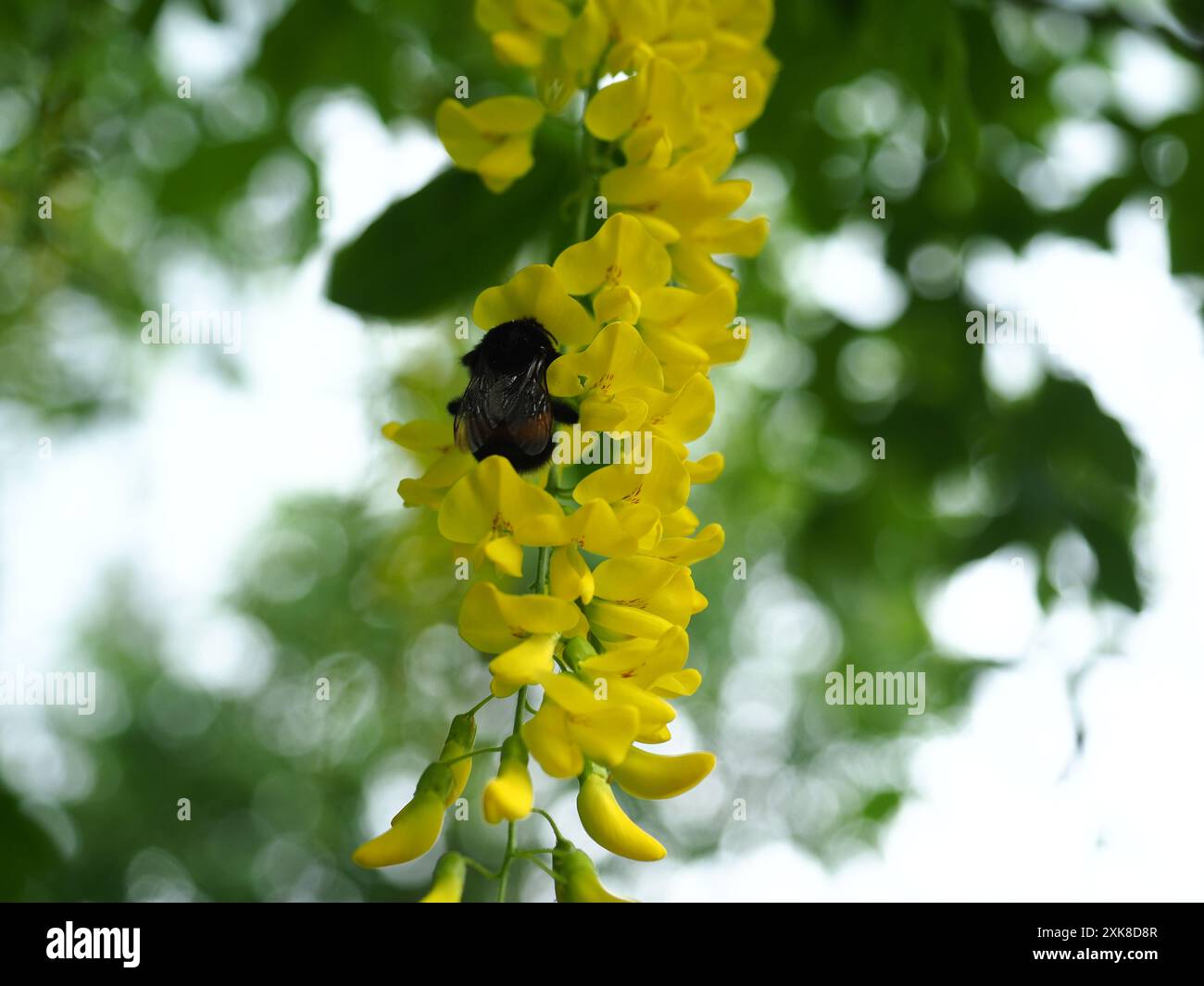 Un bourdon sur les fleurs de la chaîne d'or Banque D'Images