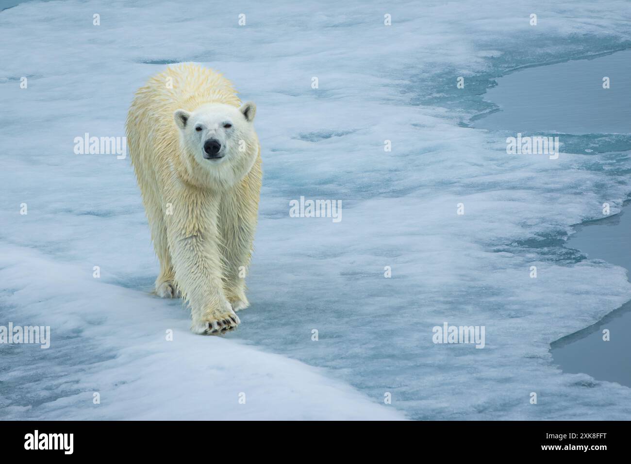 Ours polaire sur les floes de glace dans le cercle arctique Banque D'Images