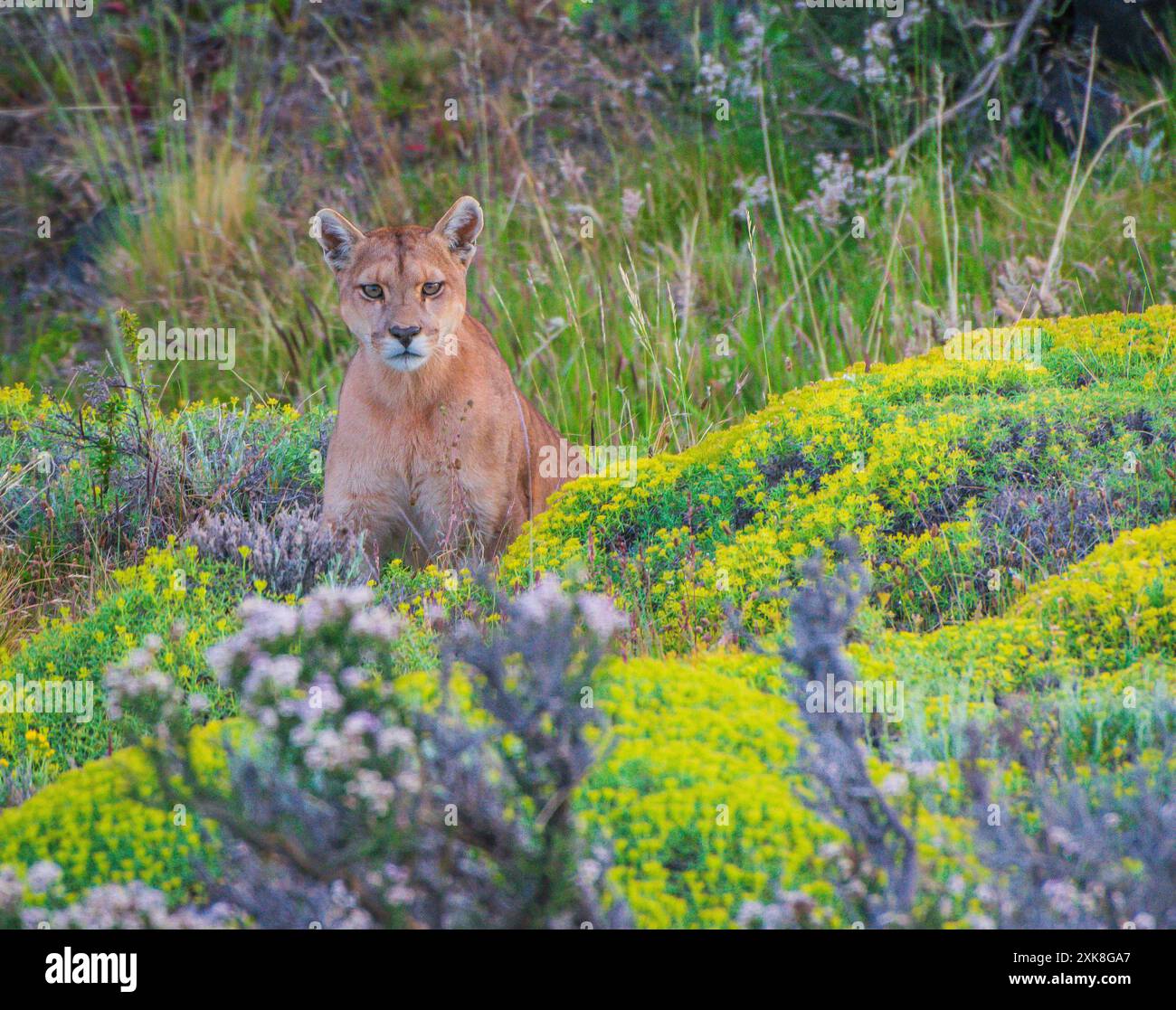 Femelle Puma dans le parc national de Torres del Paine Banque D'Images