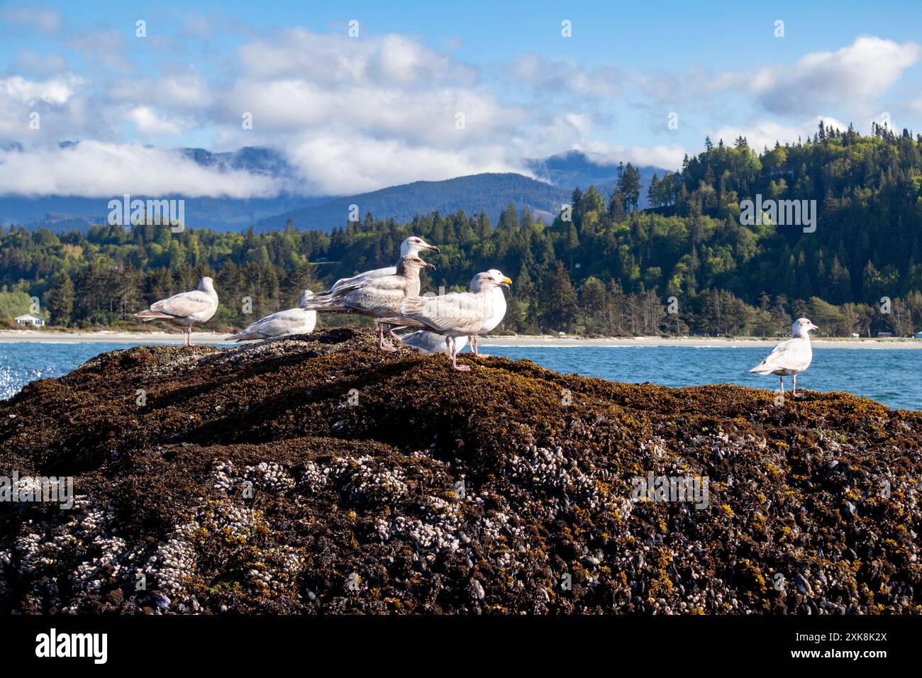 De nombreux Seagulls sont assis sur un Barnacled Rock humide dans une photo de haute qualité de Washington State Bay Banque D'Images