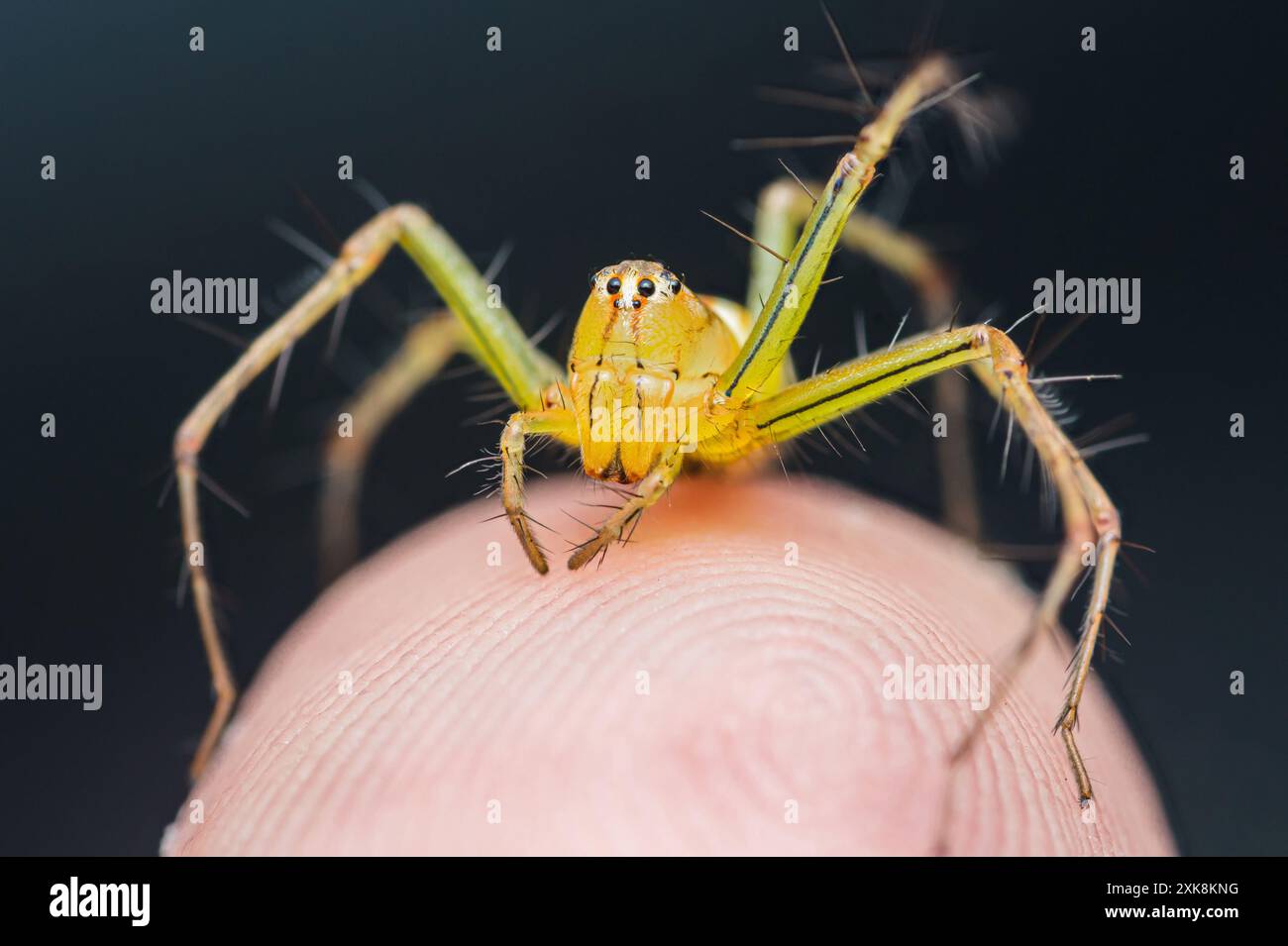 Araignée Lynx rayée jaune sur la peau humaine, gros plan de la photo d'insecte. Banque D'Images