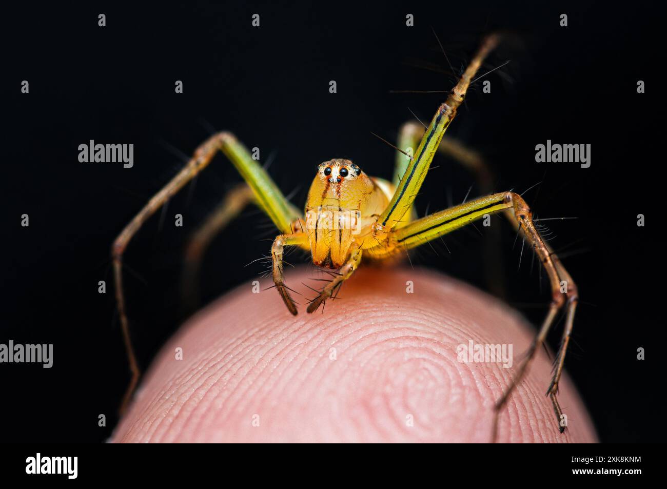 Araignée Lynx rayée jaune sur la peau humaine, gros plan de la photo d'insecte. Banque D'Images