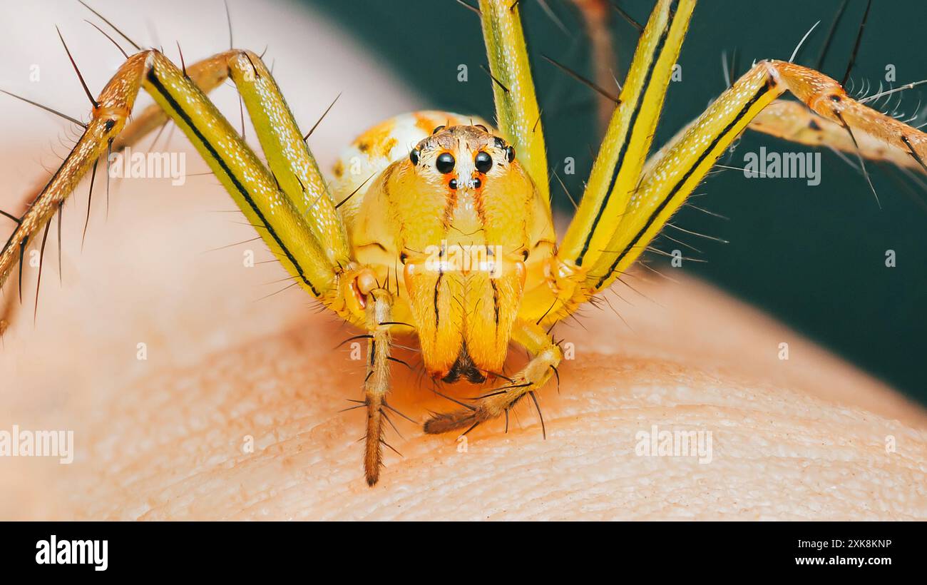 Araignée Lynx rayée jaune sur la peau humaine, gros plan de la photo d'insecte. Banque D'Images