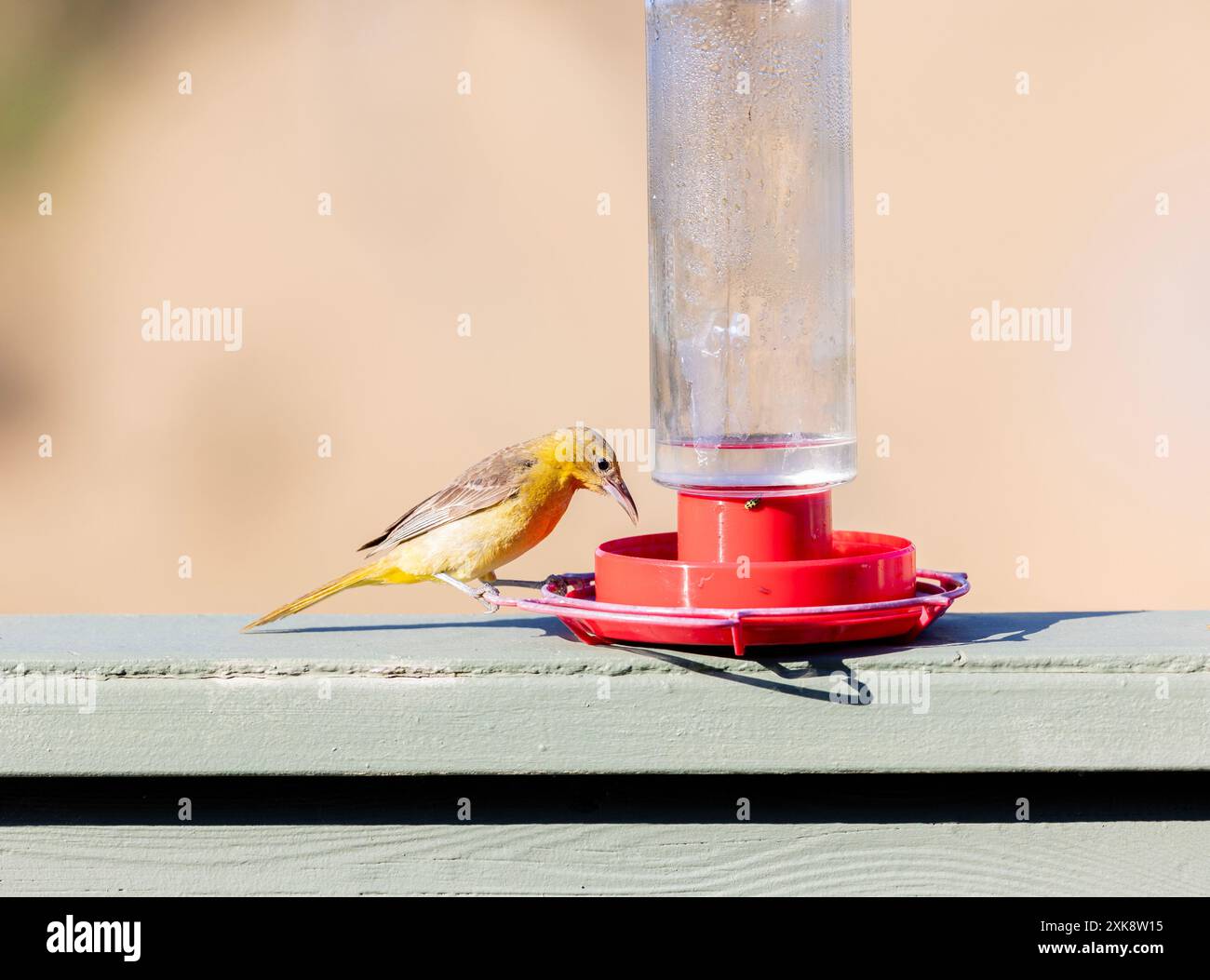L'Oriole à capuchon femelle à Colibri Banque D'Images