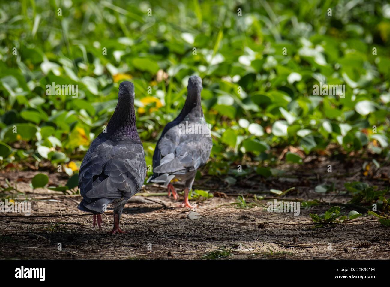 Pigeons à plumes grises, pigeons homing. Gros plan photo de deux pigeons dans le parc. Corps complet d'oiseau pigeon debout. Mise au point sélective Banque D'Images