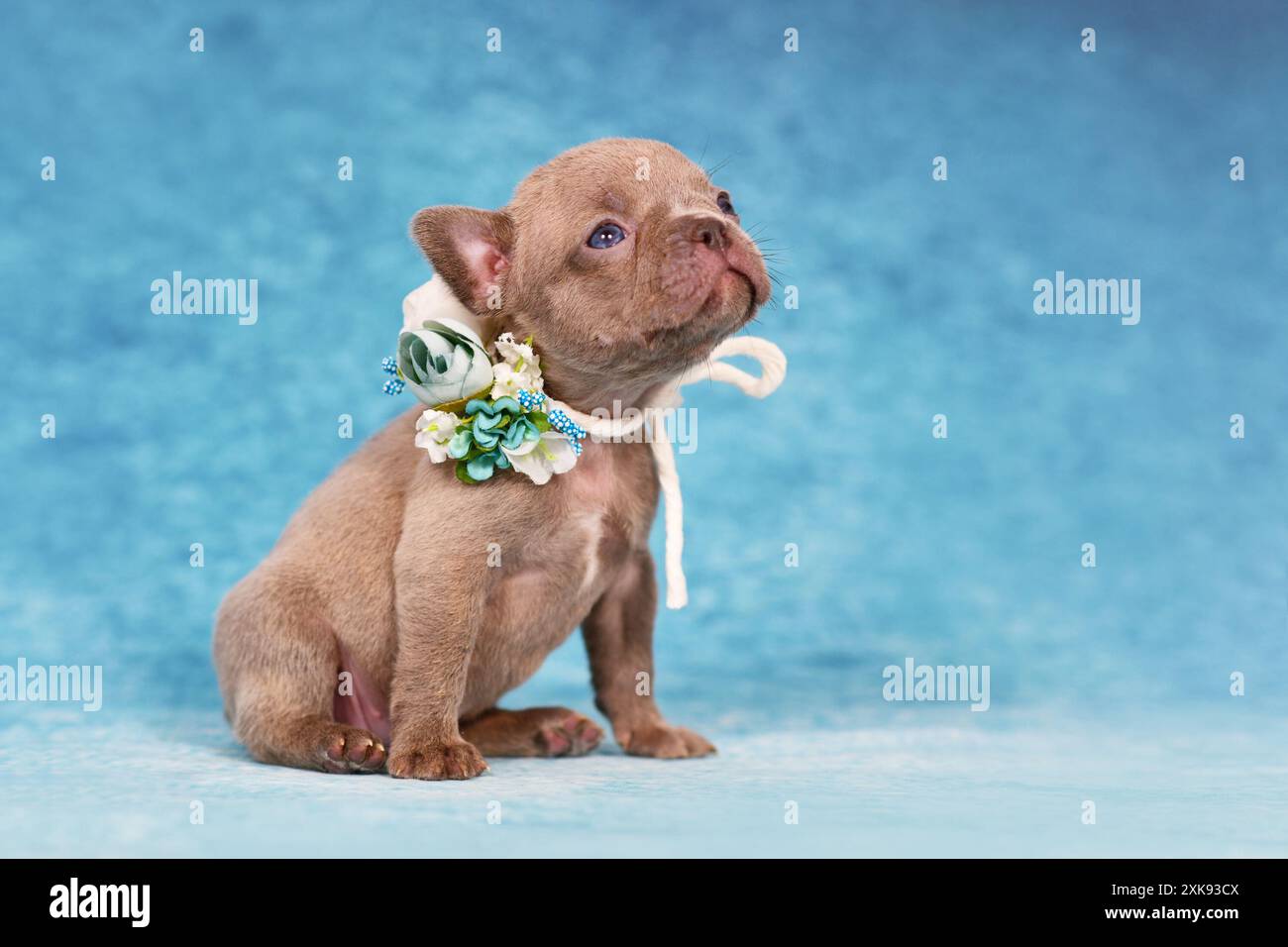 Quatre semaines jeune chiot bouledogue français Brindle lilac de race pure avec un long nez et une queue en bonne santé. Banque D'Images