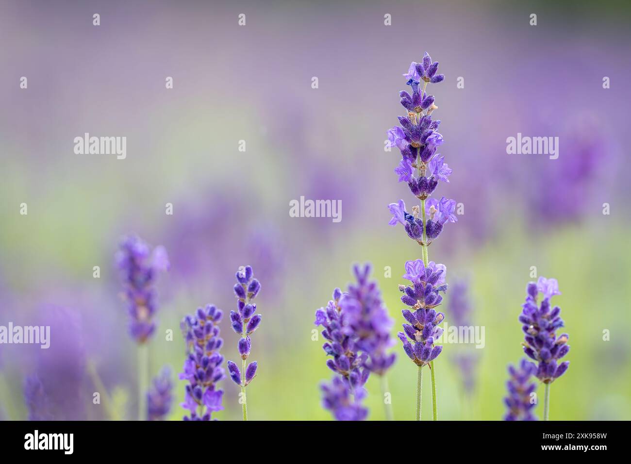 Gros plan od Lavandula angustifolia Hidcote Blue. Lavandula (lavande) plante ornementale en cottage gerden avec des fleurs bleu foncé et violette. Papier peint. Banque D'Images
