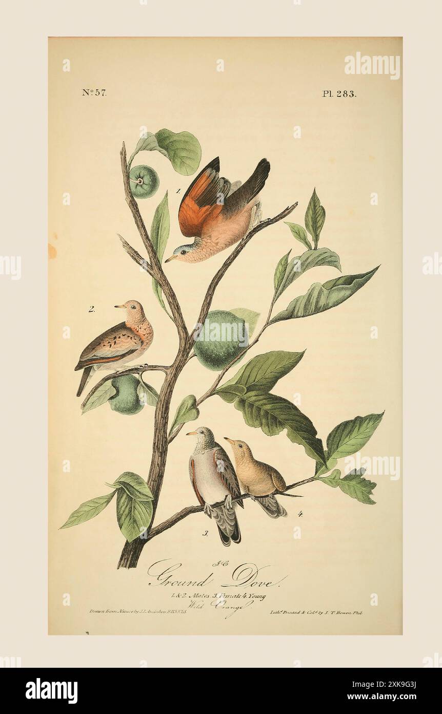 La colombe terrestre, (Columbina passerina). 1 et 2, hommes, 3, femme, 4, jeune. Orange sauvage. D'après une illustration de John James Audubon dans le cinquième volume de son livre The Birds of America from Drawings made in the United States and their Territories, publié en 1842. Coloration ultérieure. Banque D'Images La colombe terrestre, (Columbina passerina). 1 et 2, hommes, 3, femme, 4, jeune. Orange sauvage. D'après une illustration de John James Audubon dans le cinquième volume de son livre The Birds of America from Drawings made in the United States and their Territories, publié en 1842. Coloration ultérieure. Banque D'Images