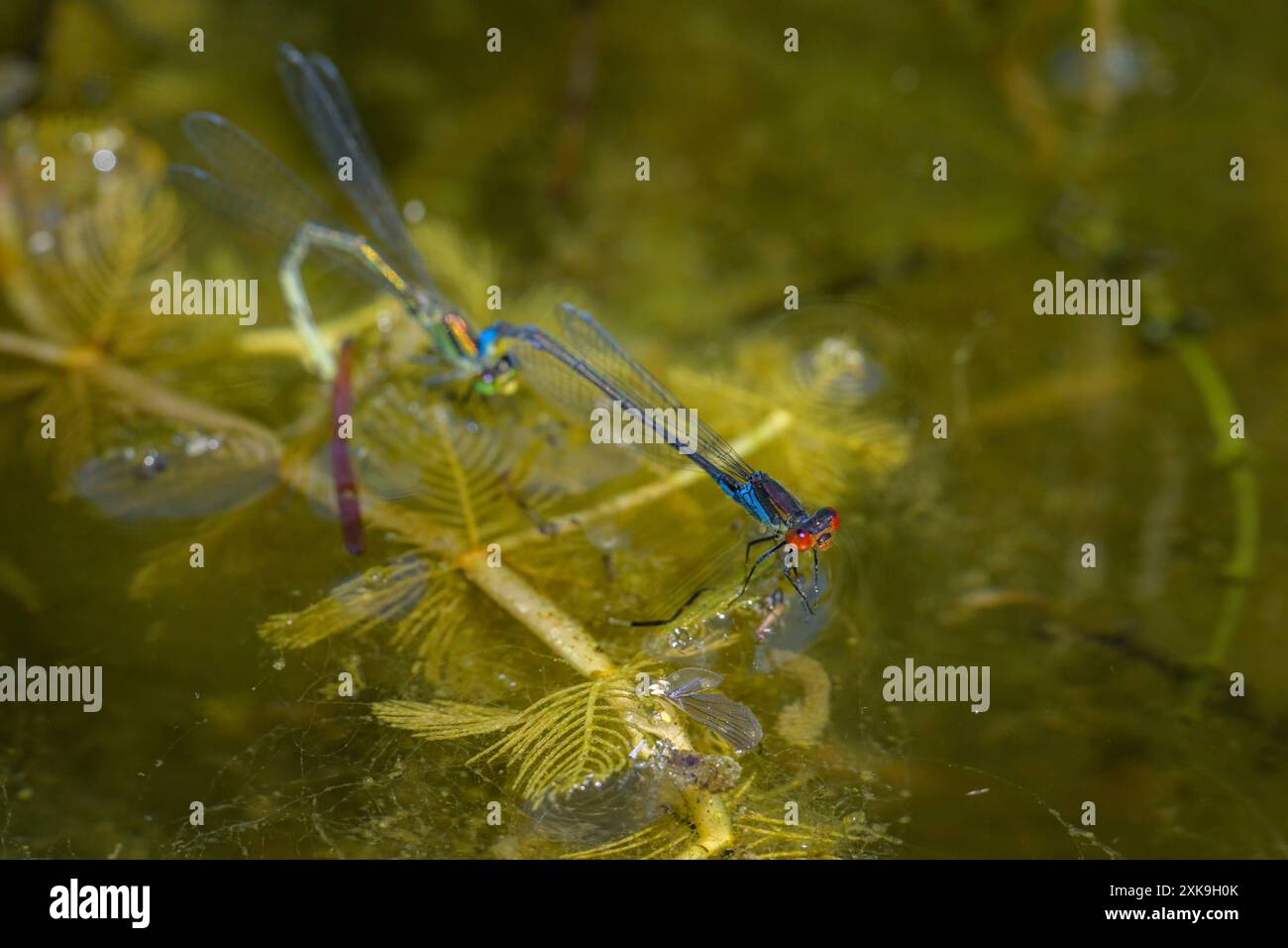 Une paire de petites demoiselles aux yeux rouges Erythromma viridulum déposant des oeufs dans un petit étang, journée ensoleillée au printemps, Vienne Autriche Banque D'Images