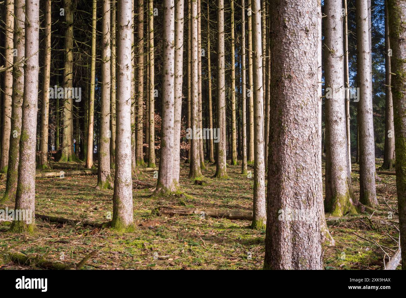 Real Easy Company Foxholes bois Jaques, Bastogne, Belgique Banque D'Images