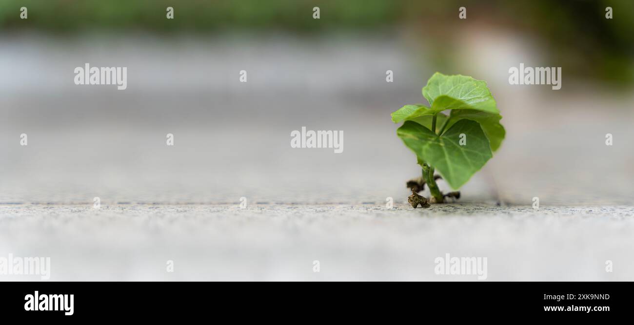 Arbres poussant aux crevasses des routes asphaltées. Quand une nouvelle start-up se développe et se bat, une nouvelle vie ou une idée d'entreprise de semence. La croissance de Banque D'Images