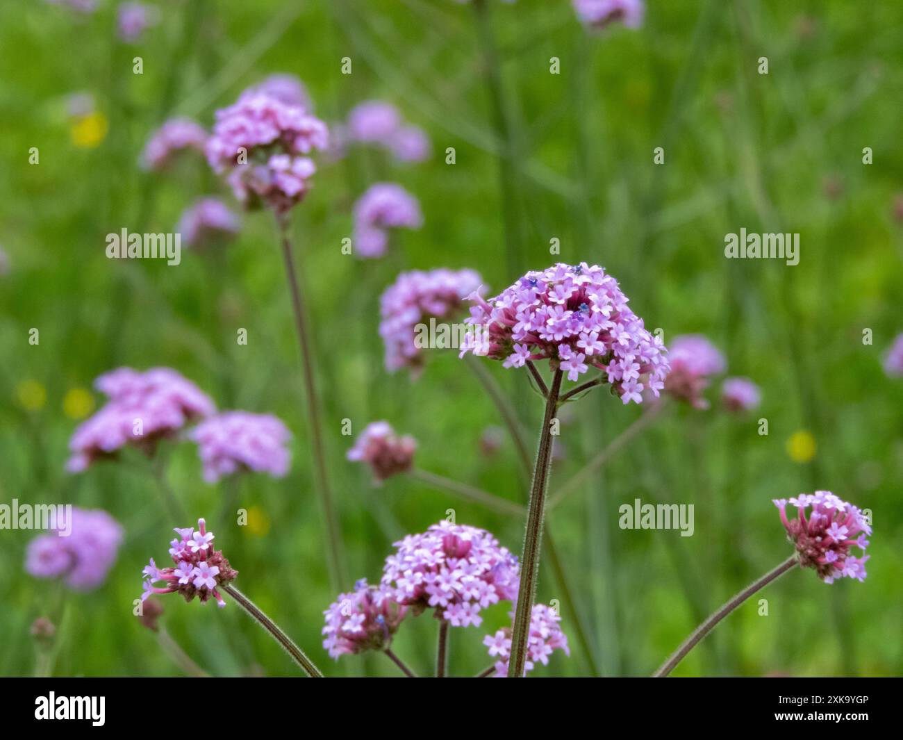 Fleurs violettes Verbena bonariensis avec tiges décoratives. Plante ornementale à fleurs Purpletop verveine. Gondole parfumée de l'hôte pollinisateur de verveine Banque D'Images