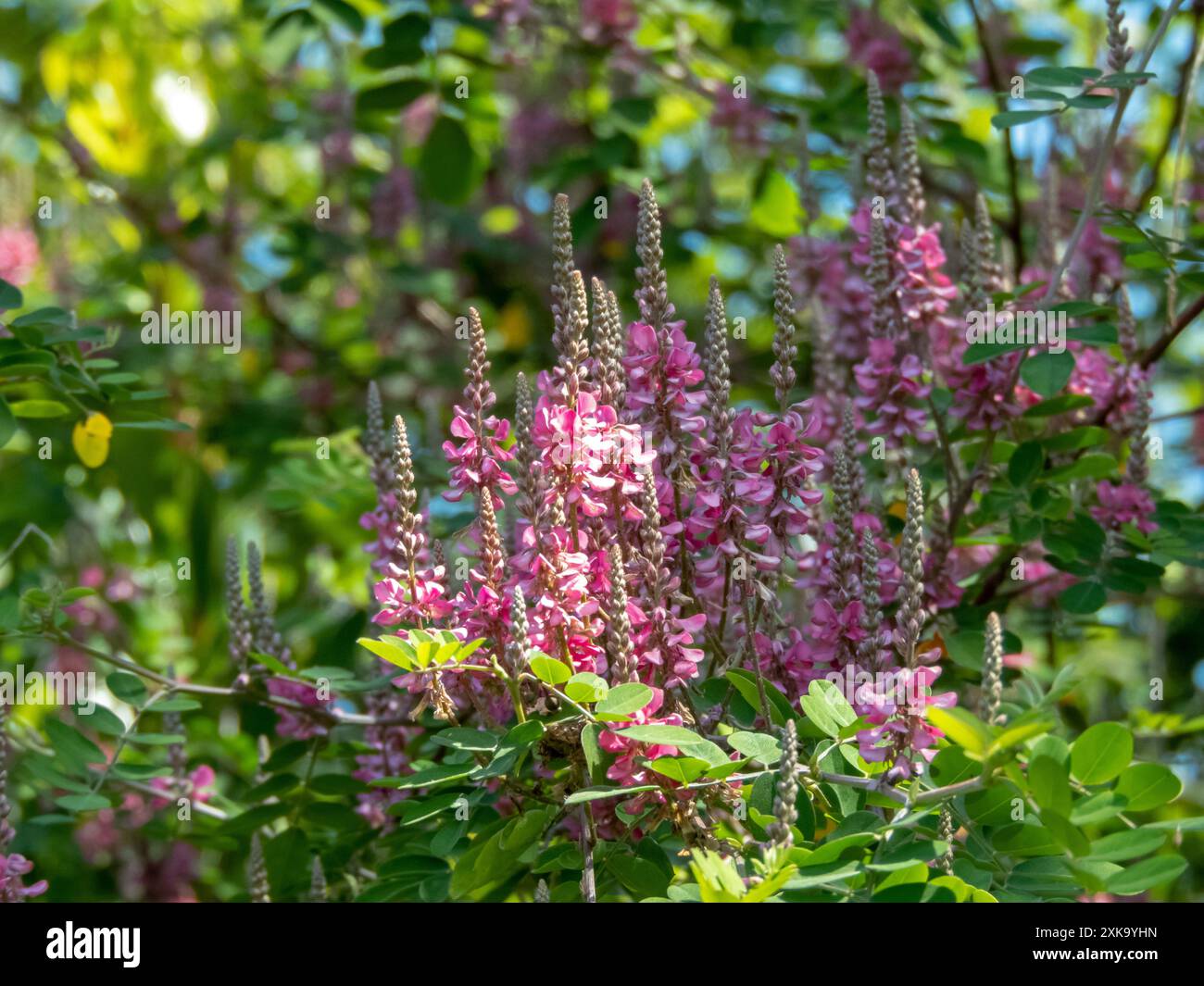 Branches d'Indigofera tinctoria avec des feuilles et des fleurs roses dans le jardin ensoleillé. Véritable plante indigo de la famille des haricots source de colorant indigo. Banque D'Images