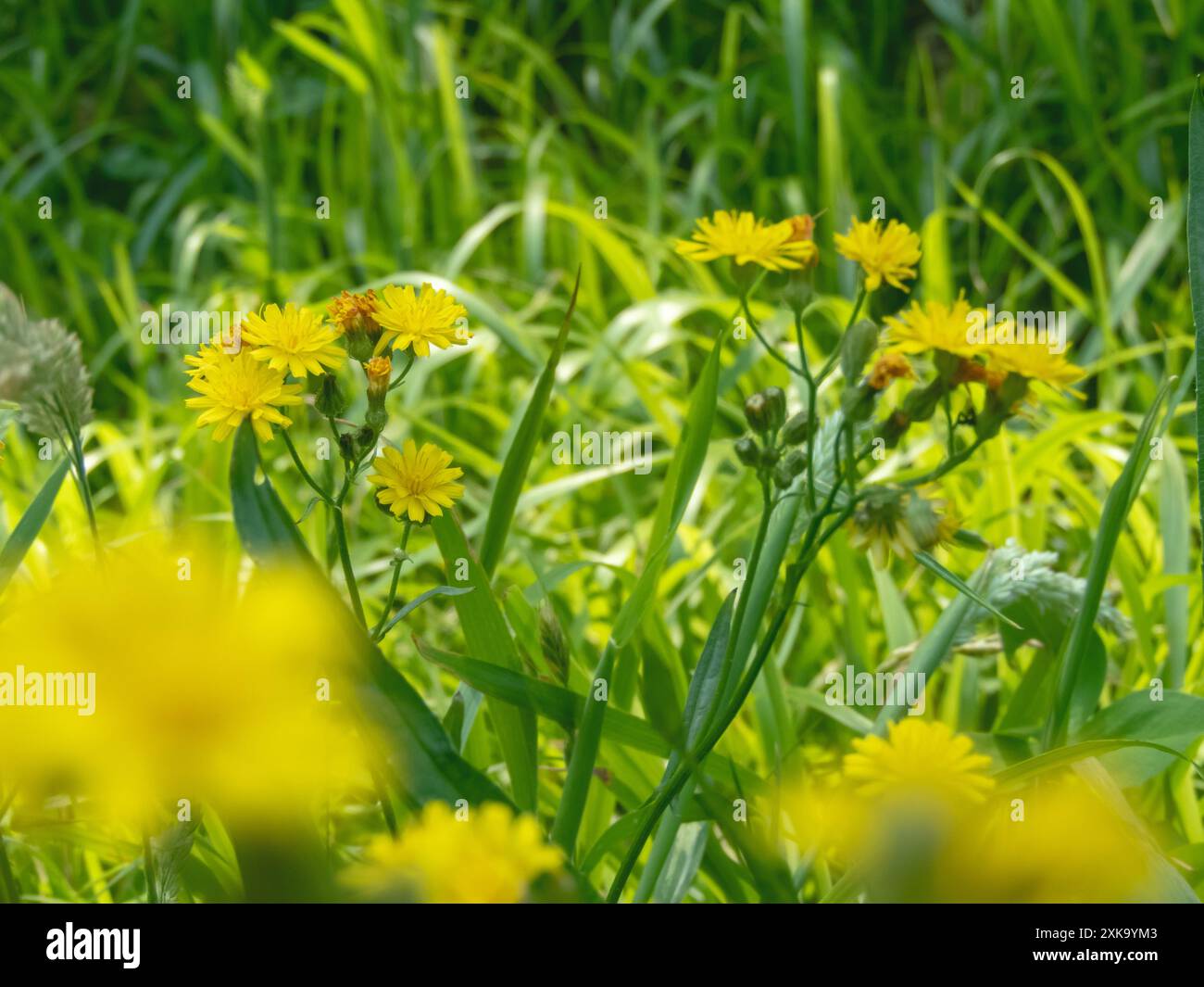 Fleurs jaune vif de Crepis capillaris. Plante à fleurs lisse de barbe de faucon. Banque D'Images