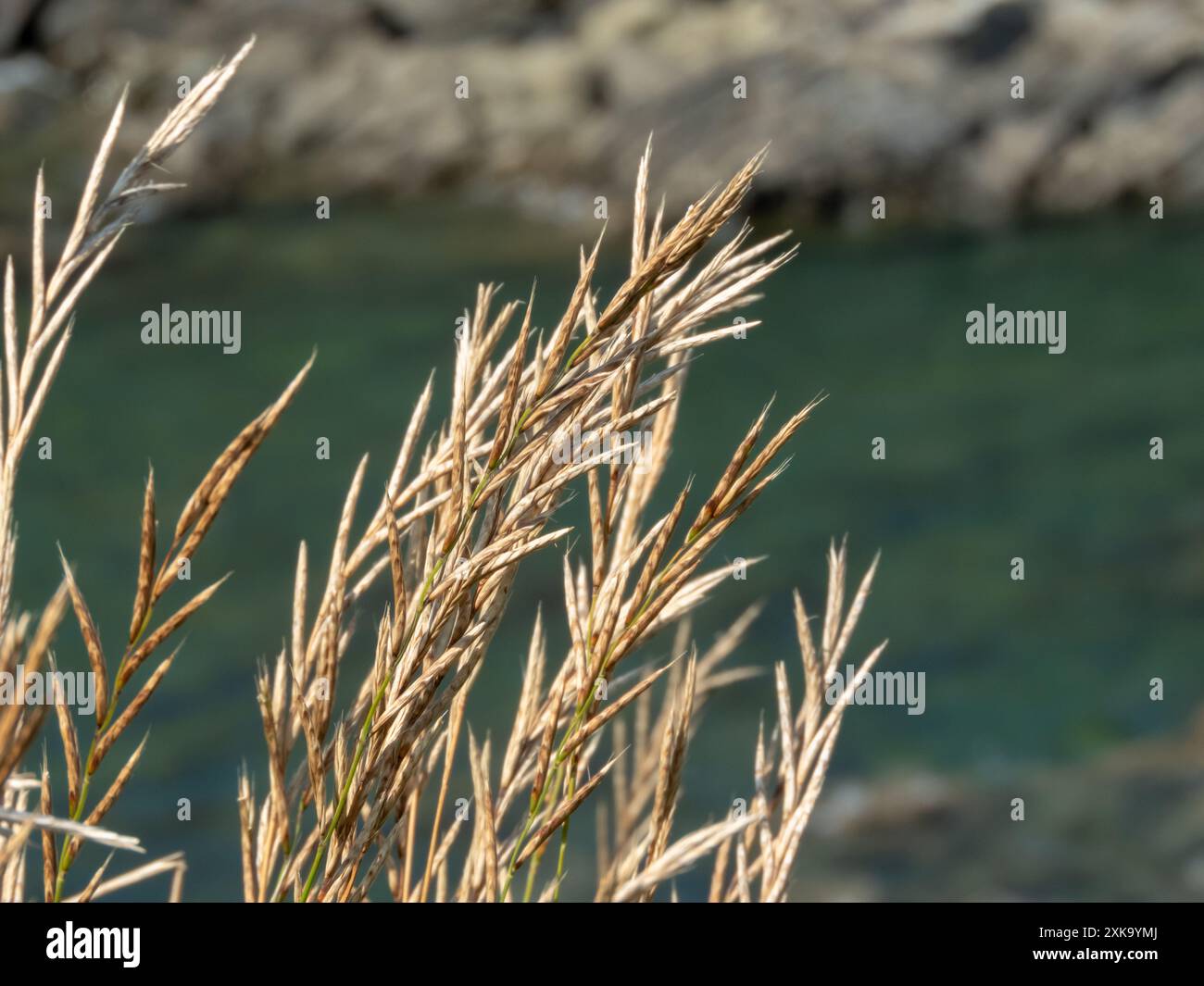 Plantes de Brachypodium pinnatum sur les roches et fond marin. Heath fausse brome herbe sèche en été. Têtes de fleurs Tor-grass avec épillets. Banque D'Images