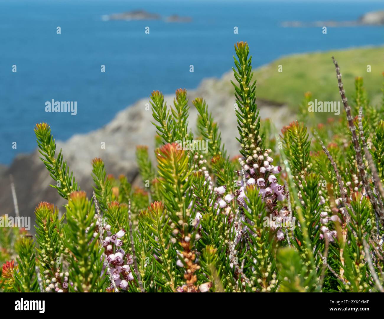 Plante à fleurs Erica vagans sur le fond bleu flou de la mer, des rochers et des îles. Bruyère de Cornouailles ou bruyère errante fleurs roses pâles et en forme d'aiguille Banque D'Images