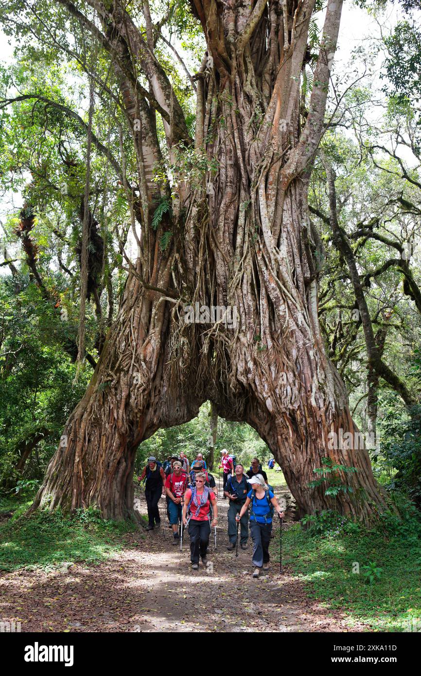 Les randonneurs marchent sous le célèbre figtree en route vers le mont Meru, une montagne dans le parc national d'Arusha en Afrique, près du Kilimandjaro. Banque D'Images