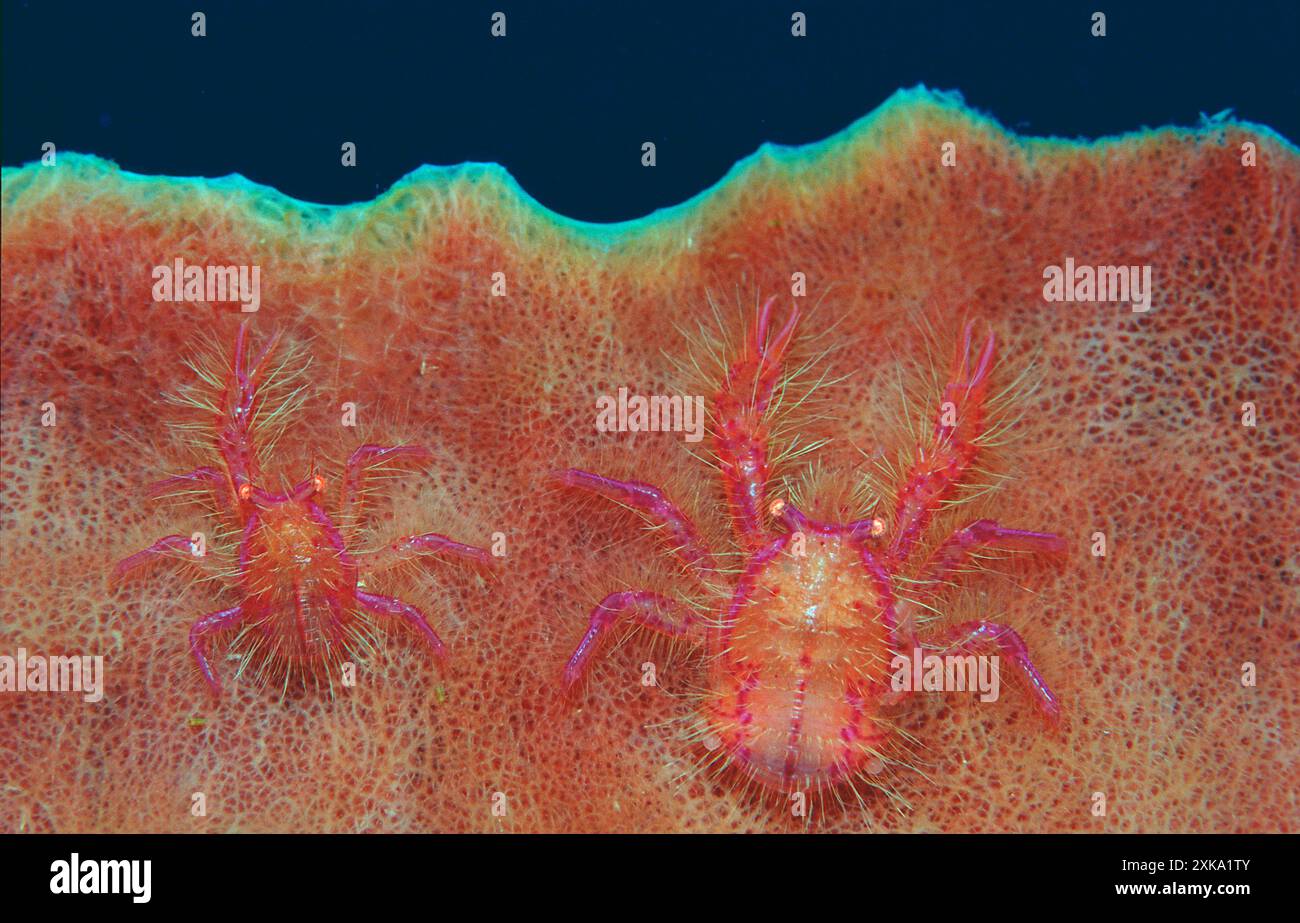 Paire de homards squat sur une éponge, Lauriea siagiani, Indonésie, Océan Indien, Parc National de Komodo Banque D'Images