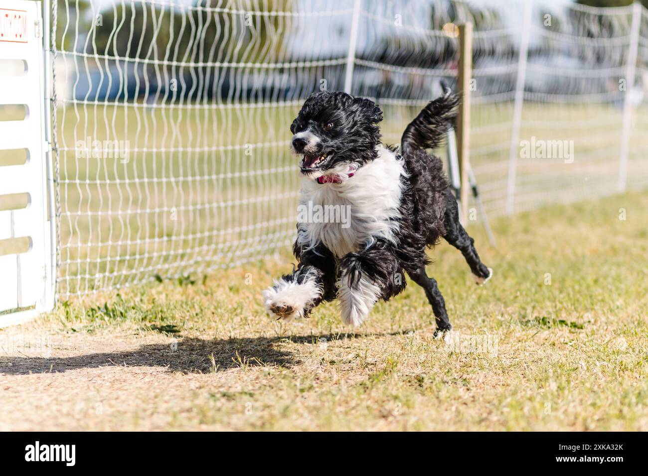 Chien d'eau portugais noir et blanc Running Lure Coursing Dog sport Banque D'Images Chien d'eau portugais noir et blanc Running Lure Coursing Dog sport Banque D'Images