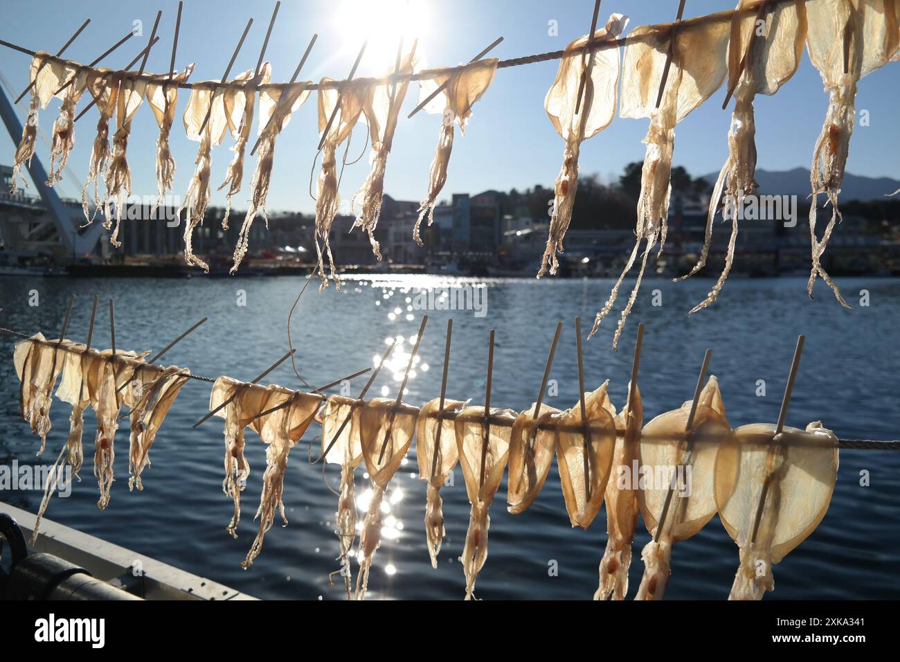 Calmars séché séchant sur une corde dans la mer de l'est, corée Banque D'Images