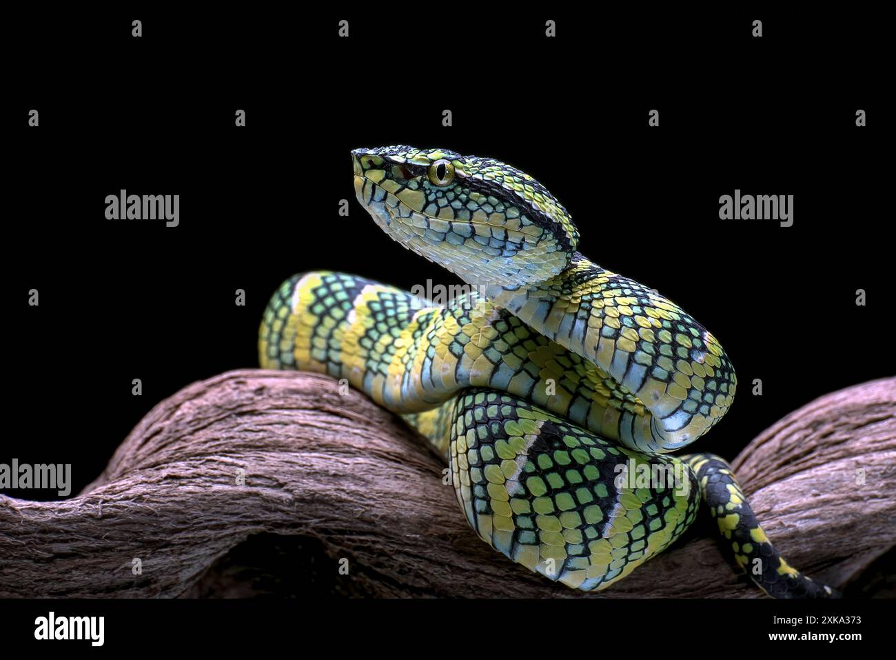Le joueur de Wagler's Pit Viper sur fond noir Banque D'Images