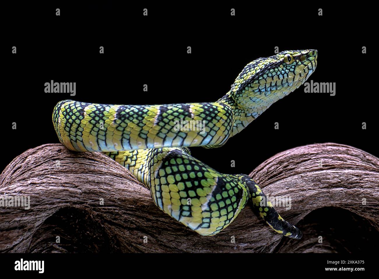 Le joueur de Wagler's Pit Viper sur fond noir Banque D'Images