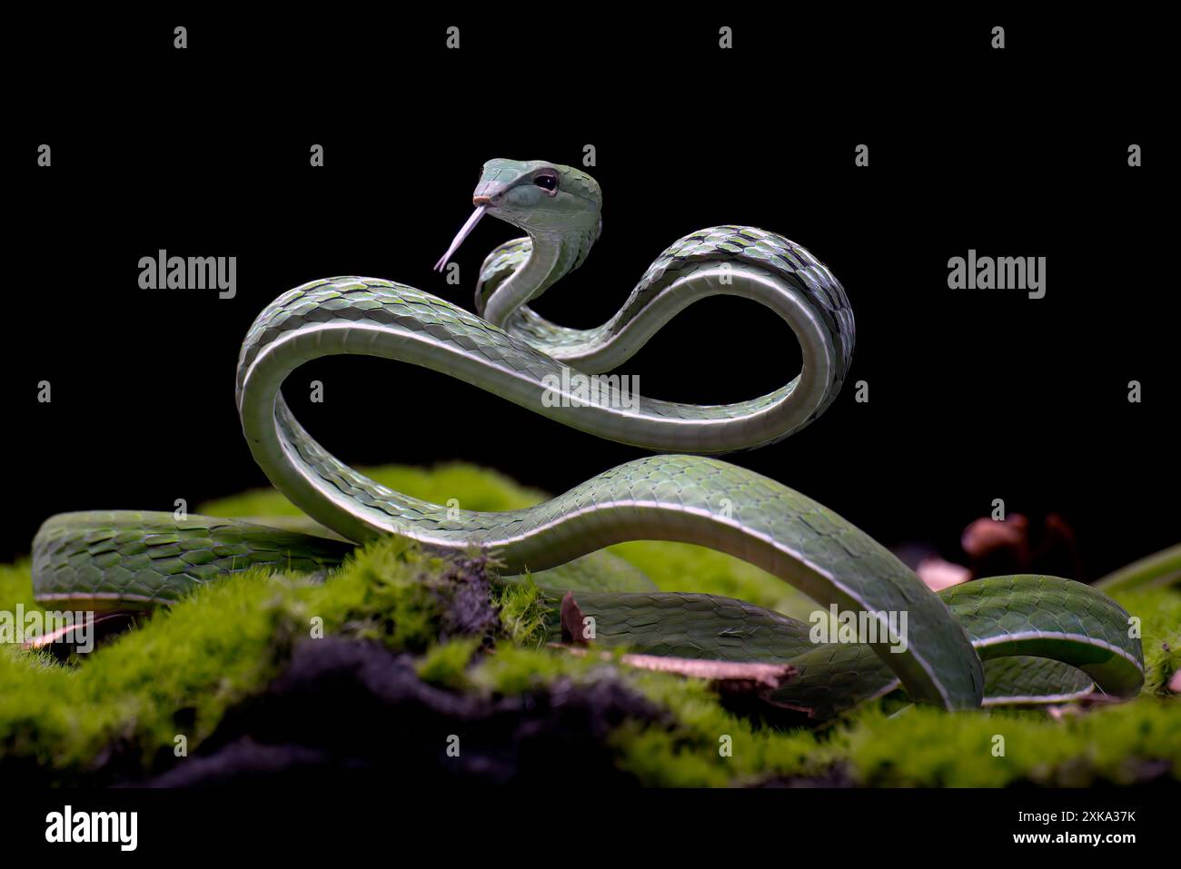 Serpent de vigne vert prêt à attaquer Banque D'Images