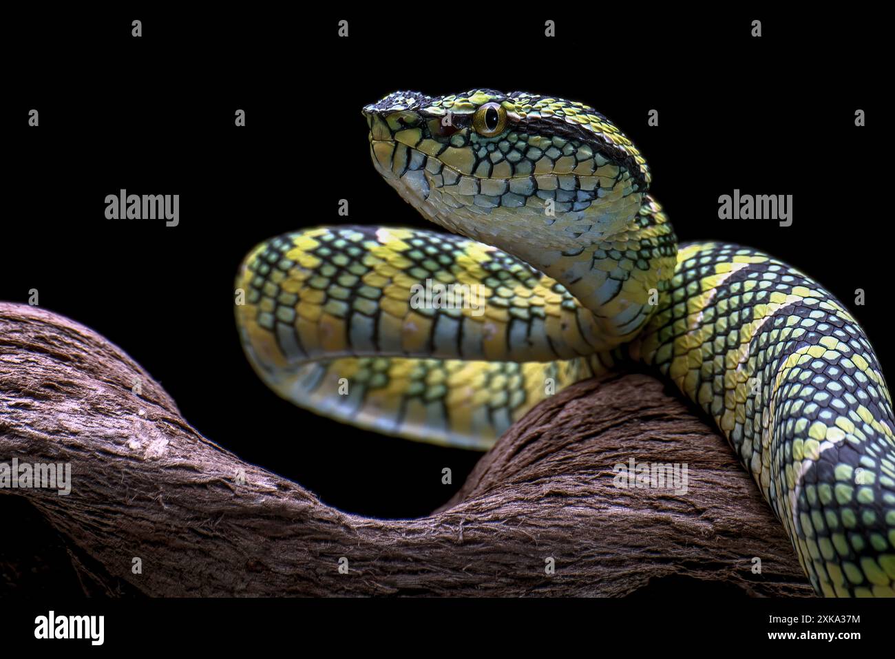 Le joueur de Wagler's Pit Viper sur fond noir Banque D'Images
