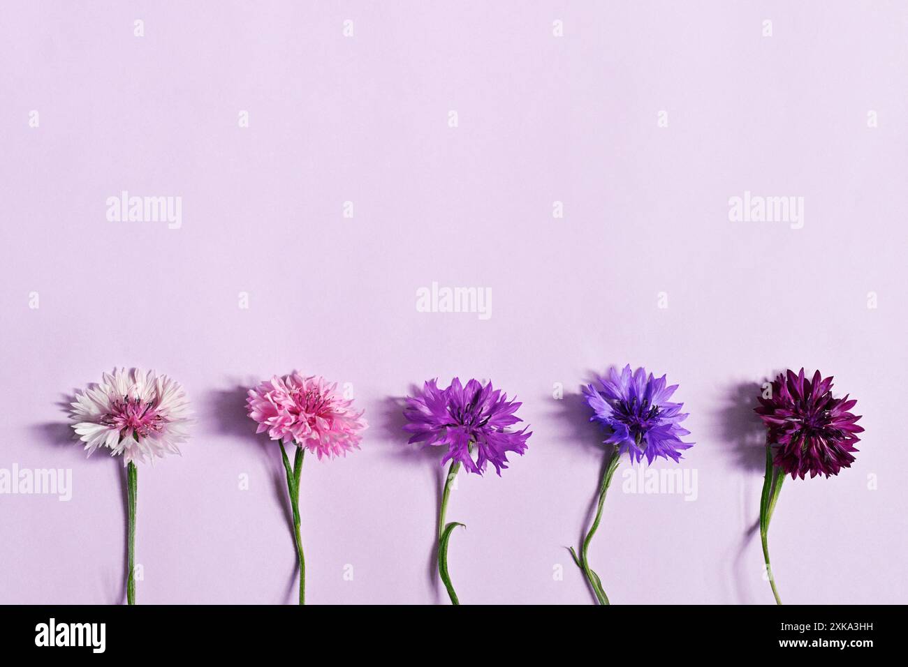 Palette de couleurs violettes pour nuance bleuet Banque D'Images