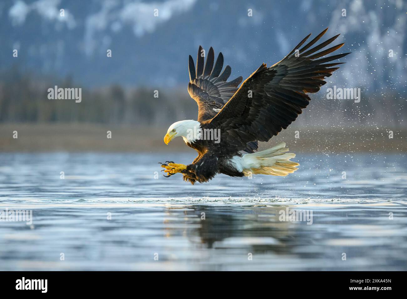 Plongée Bald Eagle pour le poisson, Alaska Banque D'Images