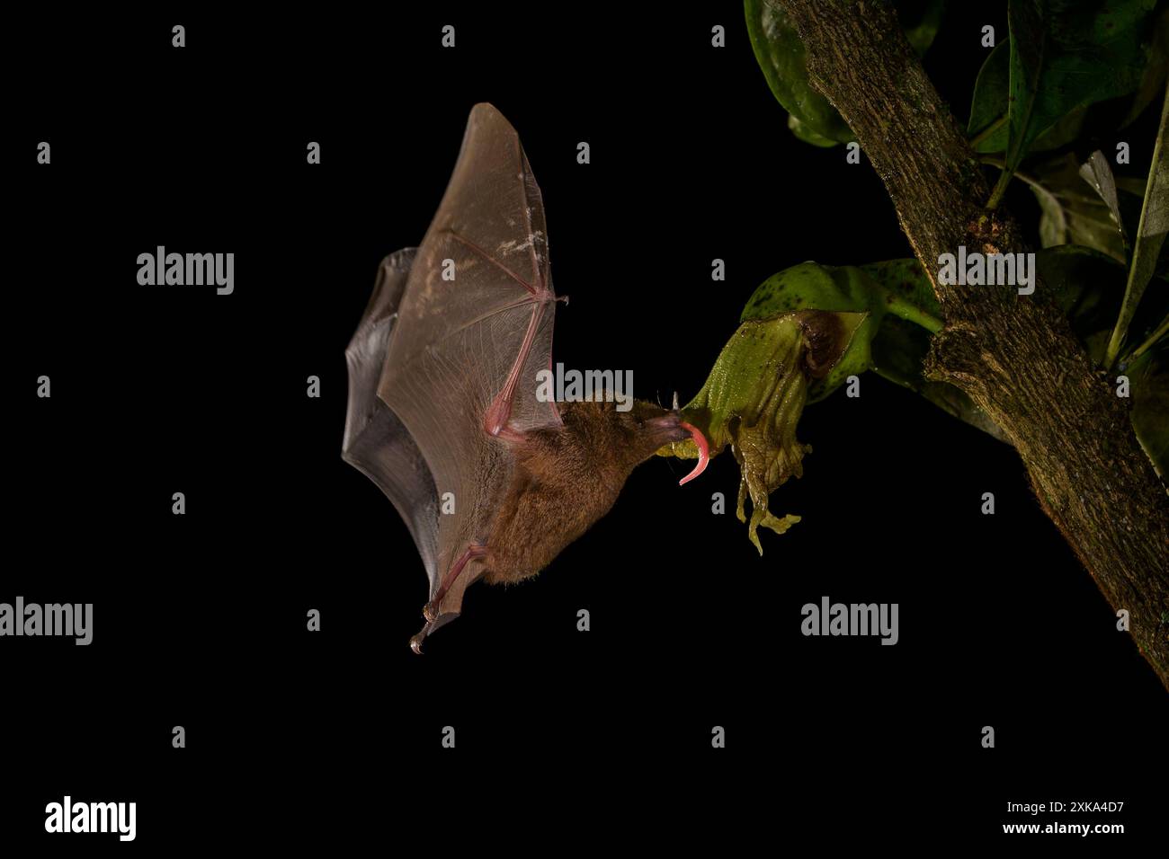 Chauve-souris à longue langue commune (Glossophaga soricina) adulte se nourrissant la nuit à partir de nectar de fleurs, Costa Rica. Banque D'Images
