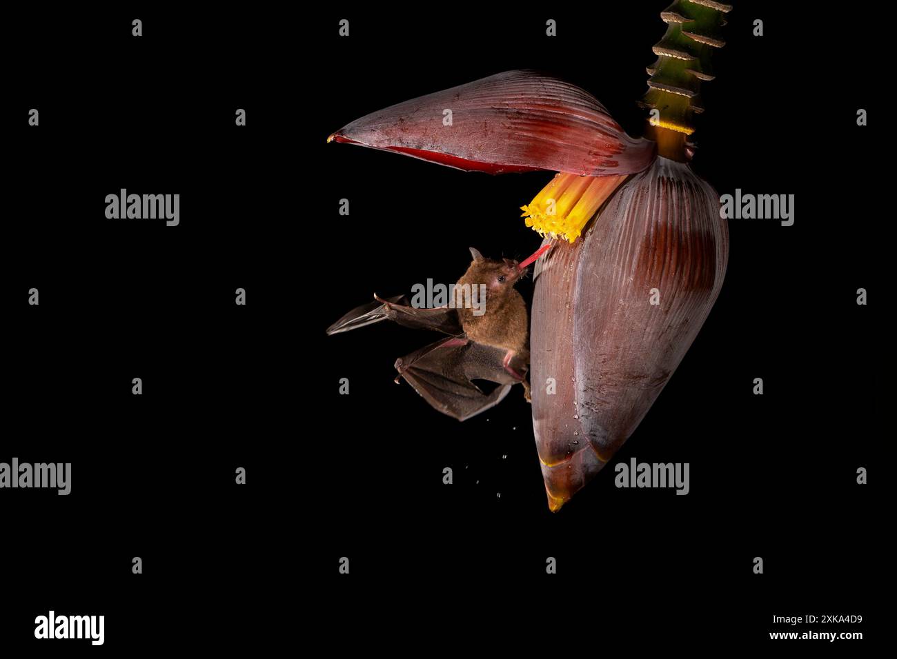 Chauve-souris commune à longue langue (Glossophaga soricina) adulte se nourrissant la nuit de nectar de fleur de bananier (Musa acuminata), Costa Rica. Banque D'Images